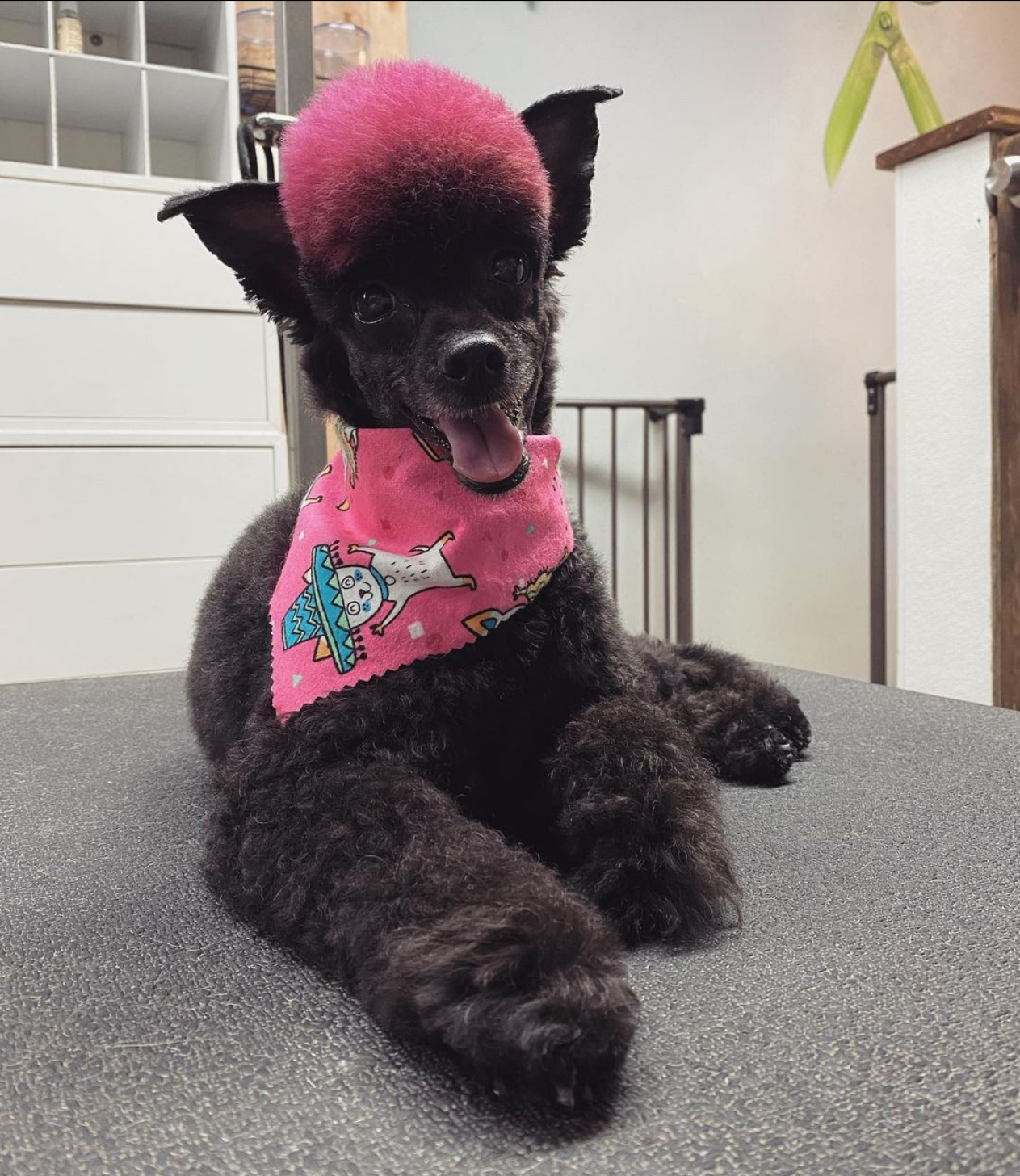 GROOMING SERVICES Downtown Woody s Dog Groomers grooming-services-downtown-woody-s-dog-groomers