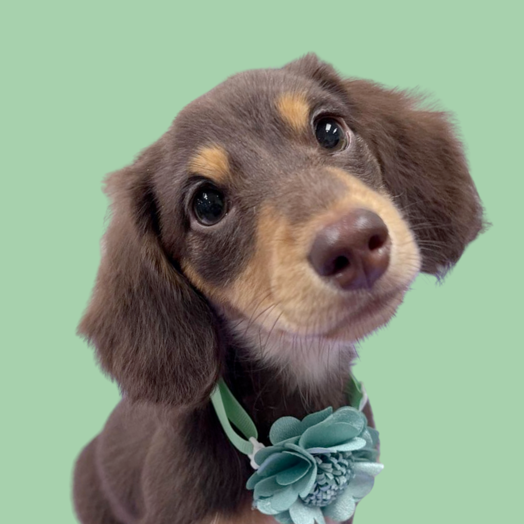 Downtown Woody's Dog Groomers