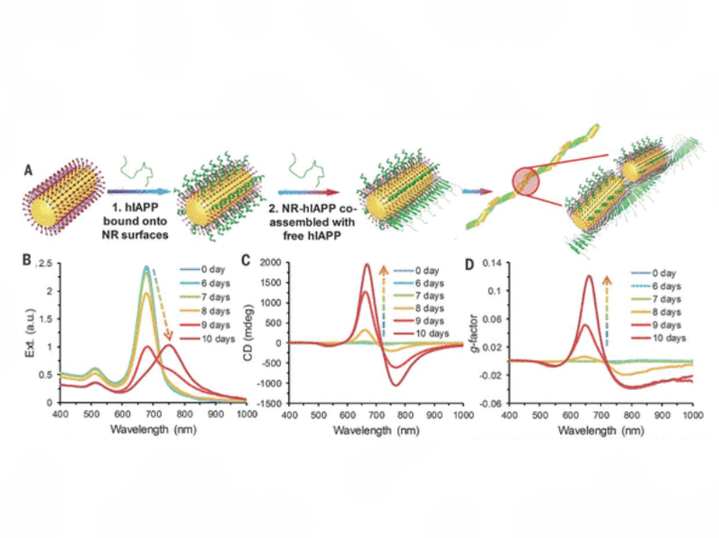 Enhanced Optical Asymmetry in Supramolecular Chiroplasmonic Assemblies With Long-Range Order
