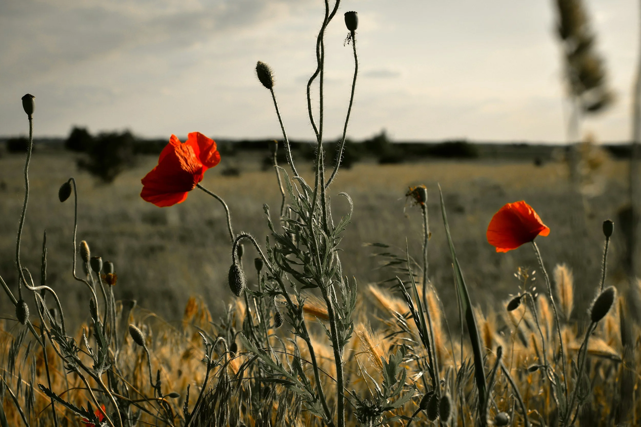 The Flowers that Grow After Fire