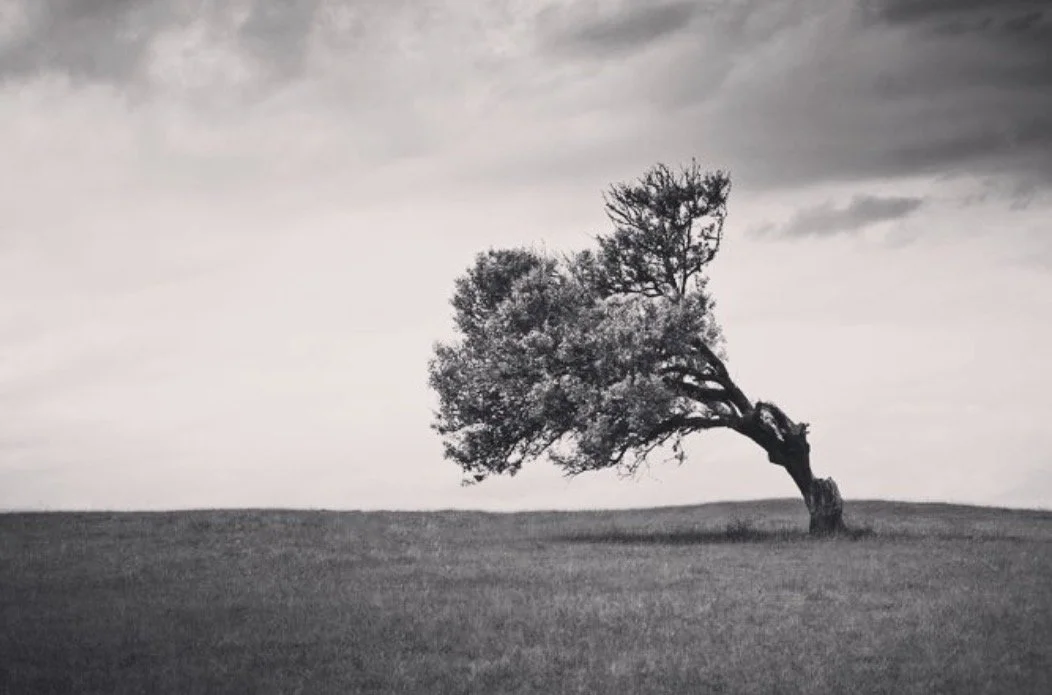 Curriculum for the week of February 1st