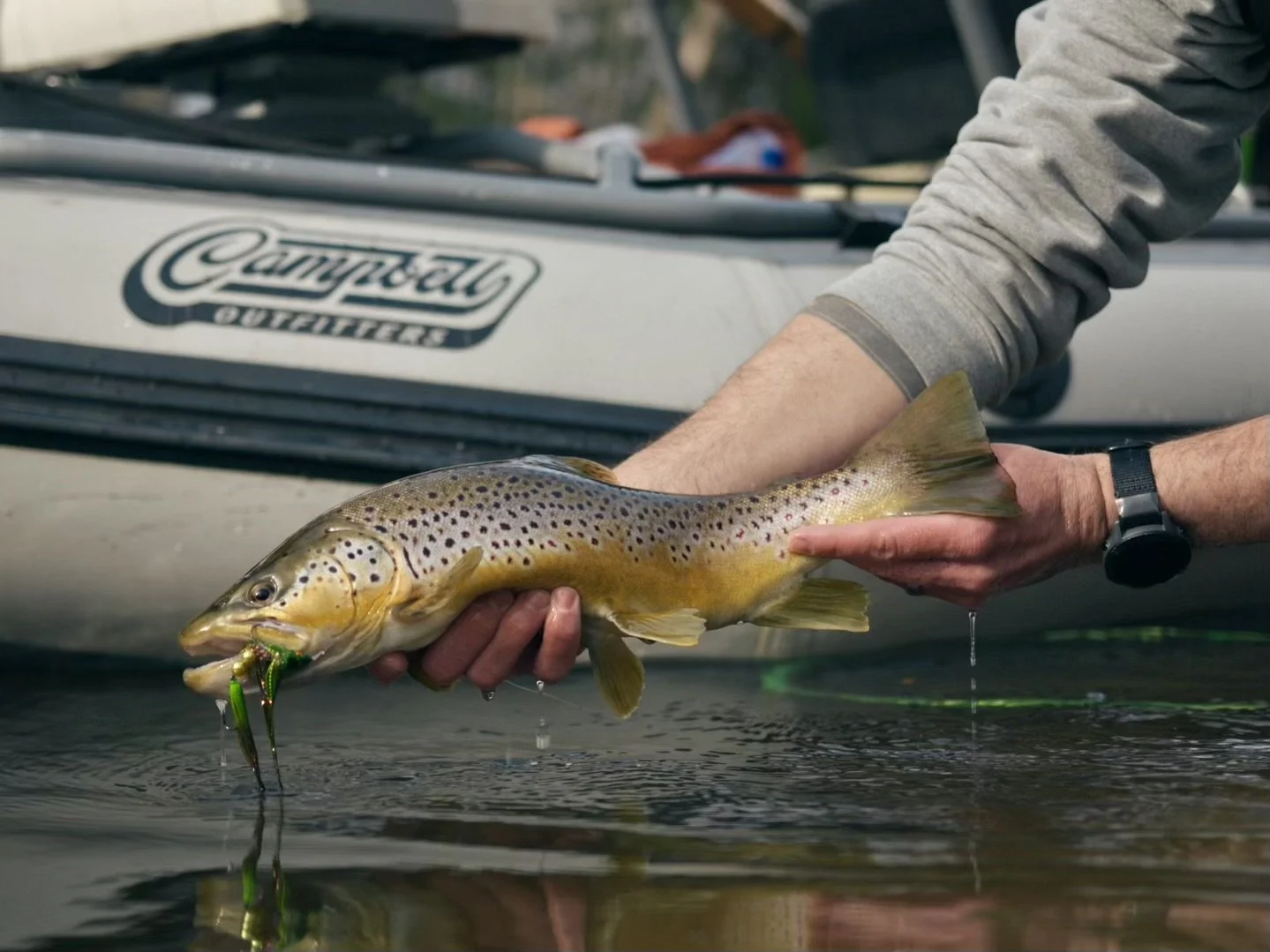 A man holding a brown trout above the water he caught while fly fishing near Grand Rapids, Michigan.