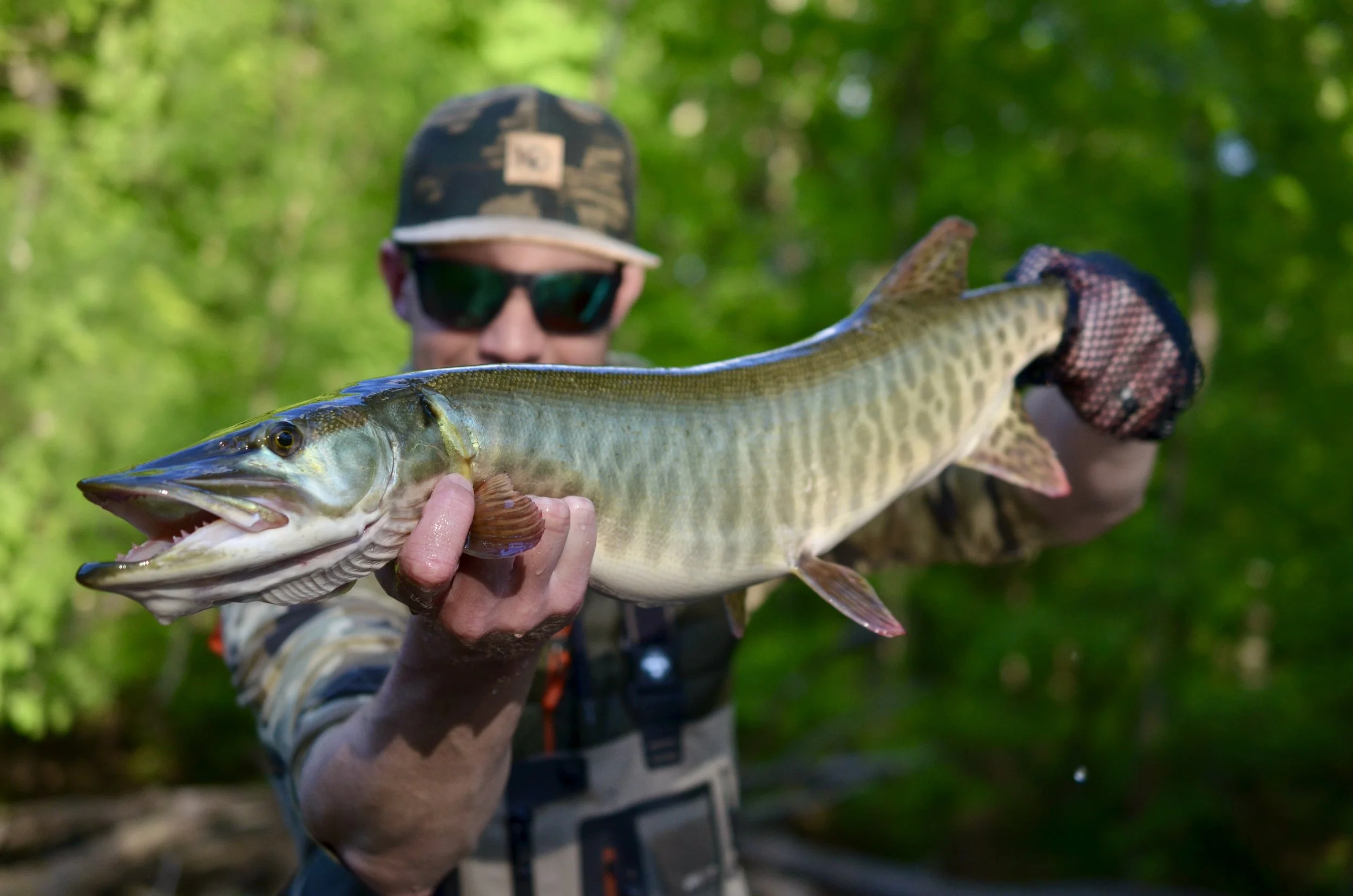 A client holding a muskellunge caught while fly fishing near Grand Rapids, Michigan