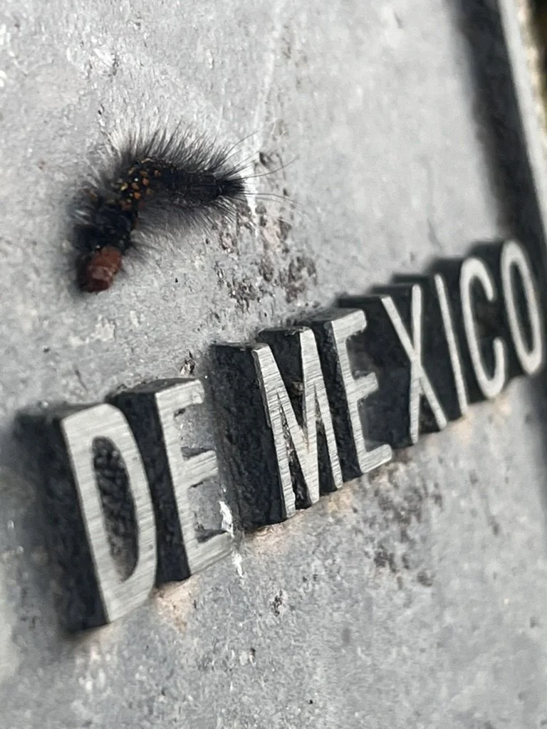 🇲🇽 Desierto de los Leones - 9-28-25