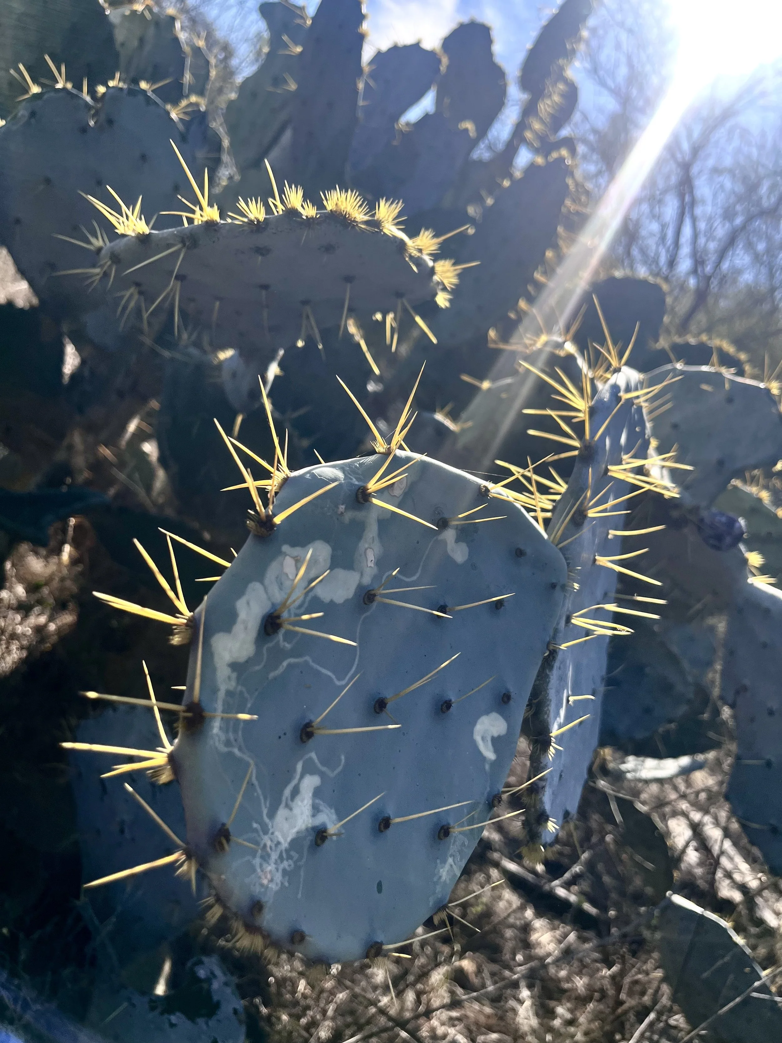 🇺🇸 Leon Valley, Texas - Poetry Rodeo - 01.29.2026