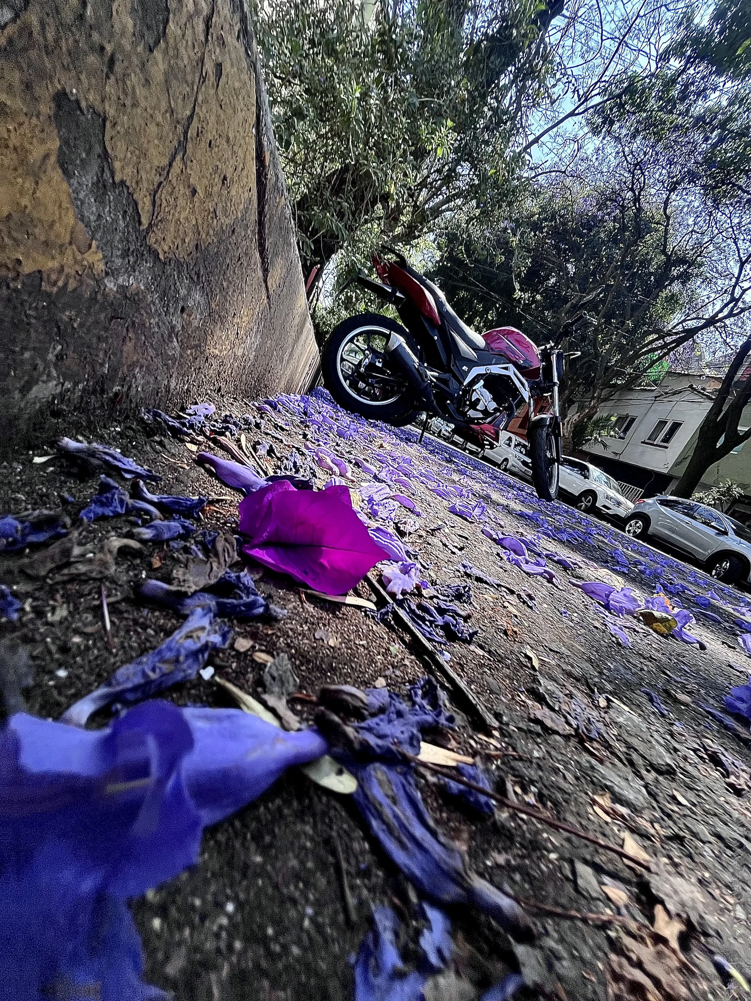 🇲🇽 - Jacaranda - Ultra-Electric-Blue - 03.20.2026