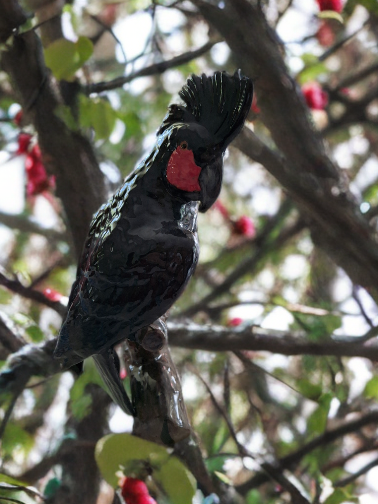 Palm Cockatoo 1.png