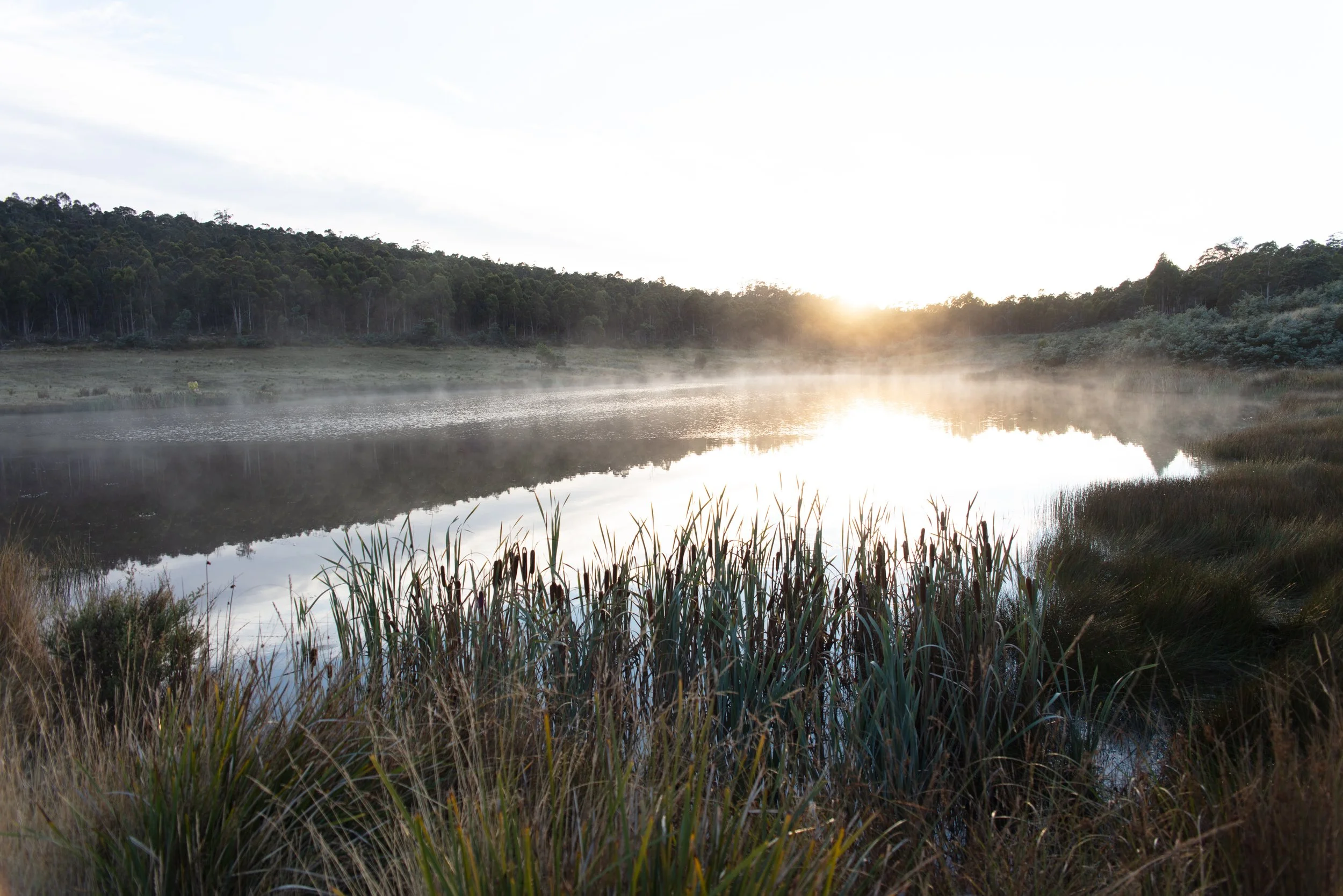 A serene lake during sunrise, with mist rising from the water and surrounded by grass and trees.
