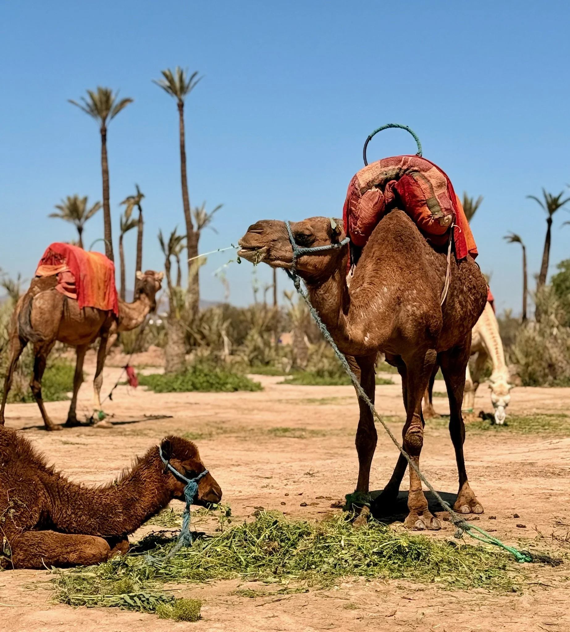 and camels with their saddles. 