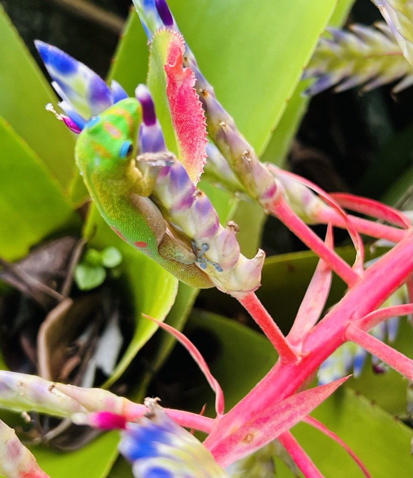 Hawaii Tropical Botanical Gardens - always a highlight