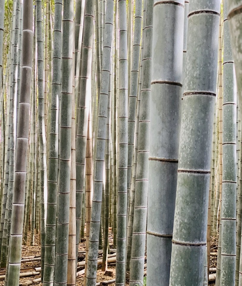 Bamboo Forest