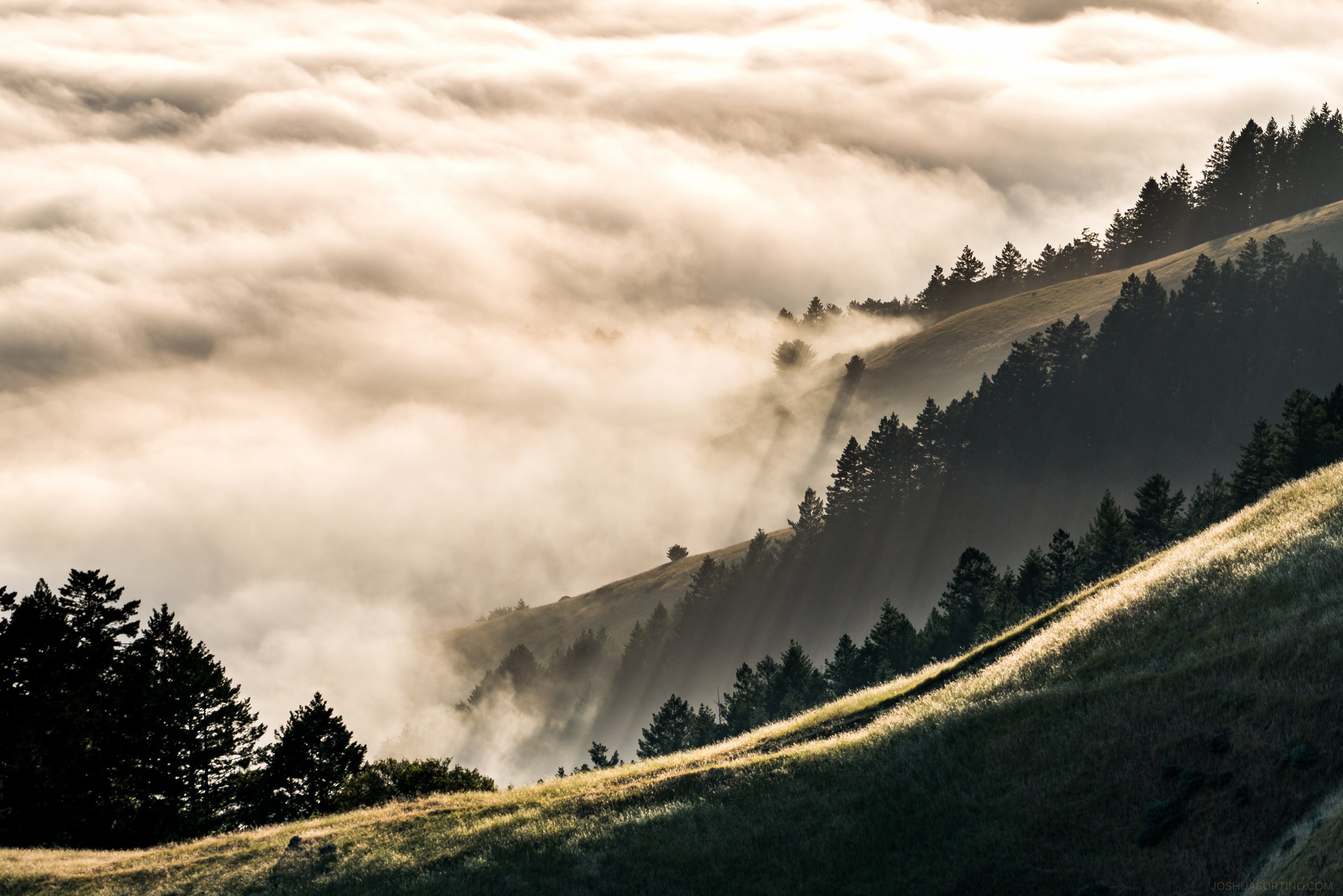 Mount Tam