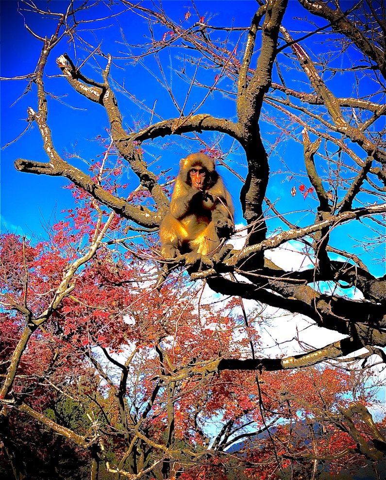 Arashiyama Monkey Park