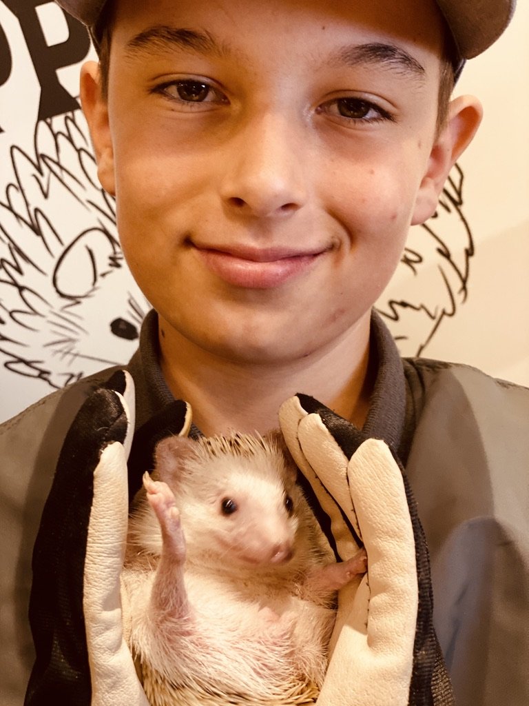 Hedgehog Cafe in Harijuku