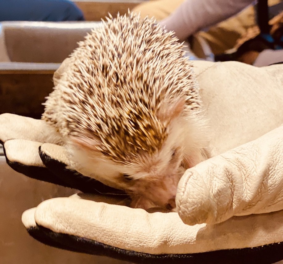 Hilty the Hedgehog, lunchtime playmate