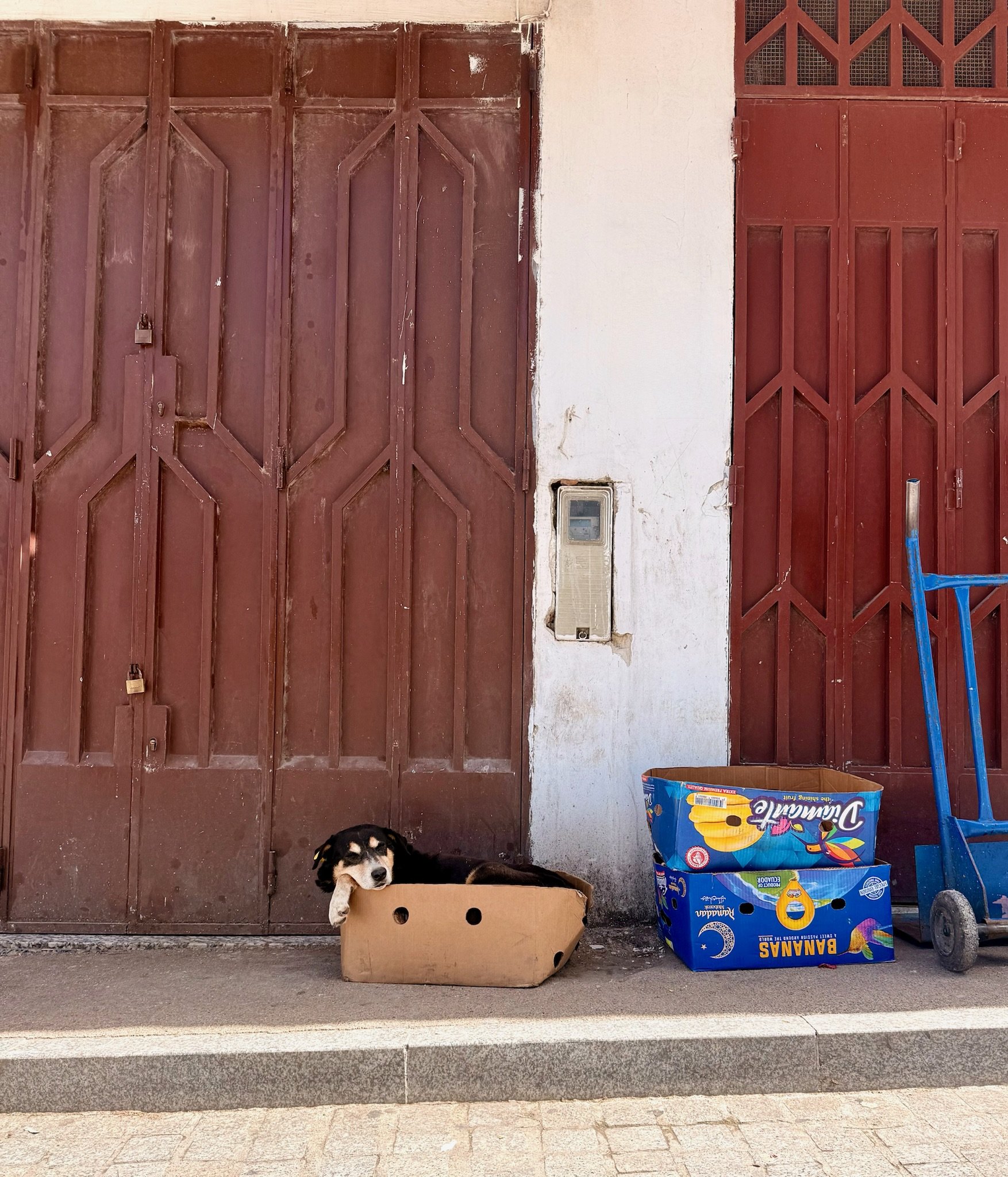 Not a pampered Marin dog, but still happy!