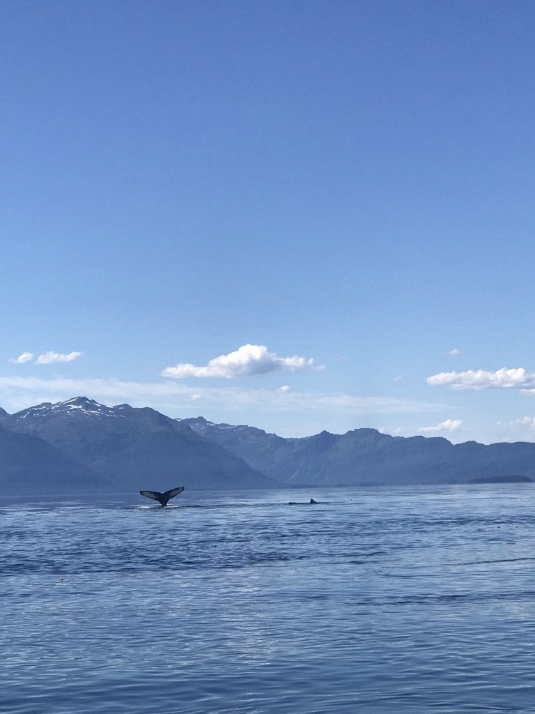Whales seem so happy here