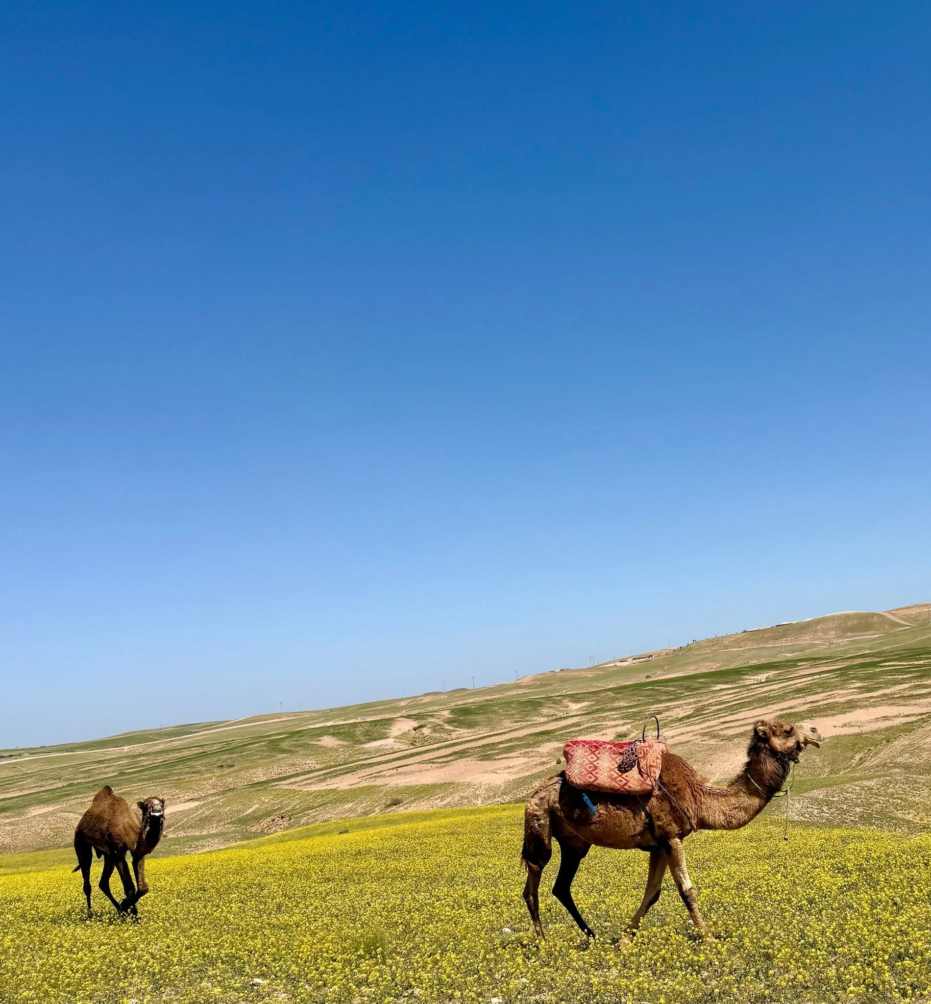 In the wild (sort of)