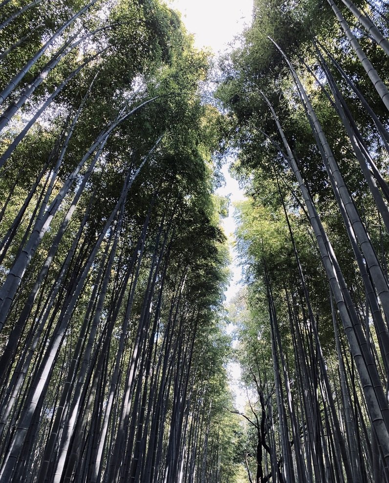Beautiful bamboo