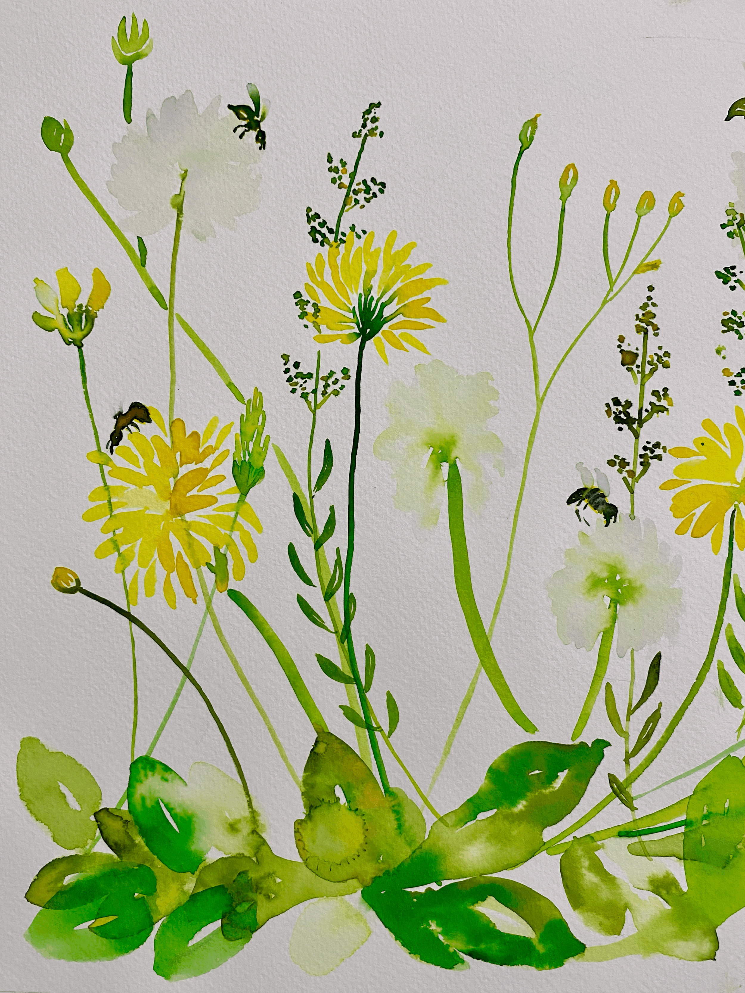 Dandelions Fluff.A3.$240.JPG