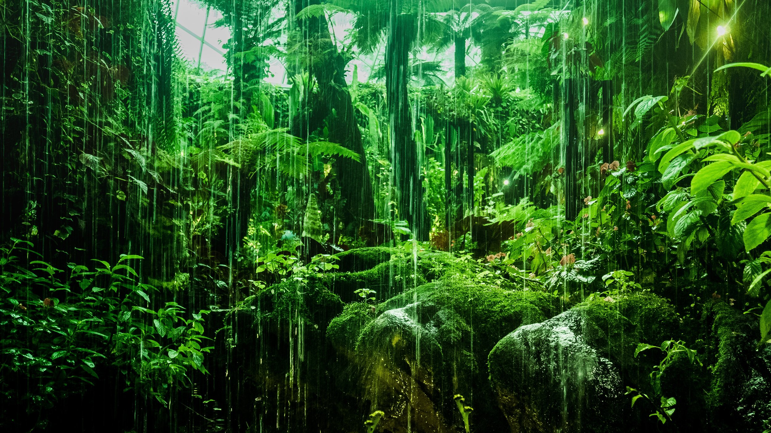 Most raindrops in tropical forests contain spores