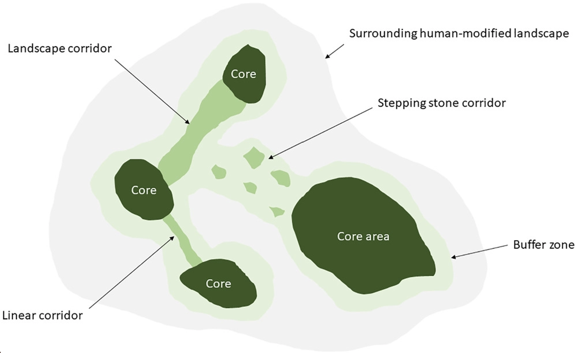 The image is a graphic showing the §Cs model of rewilding.