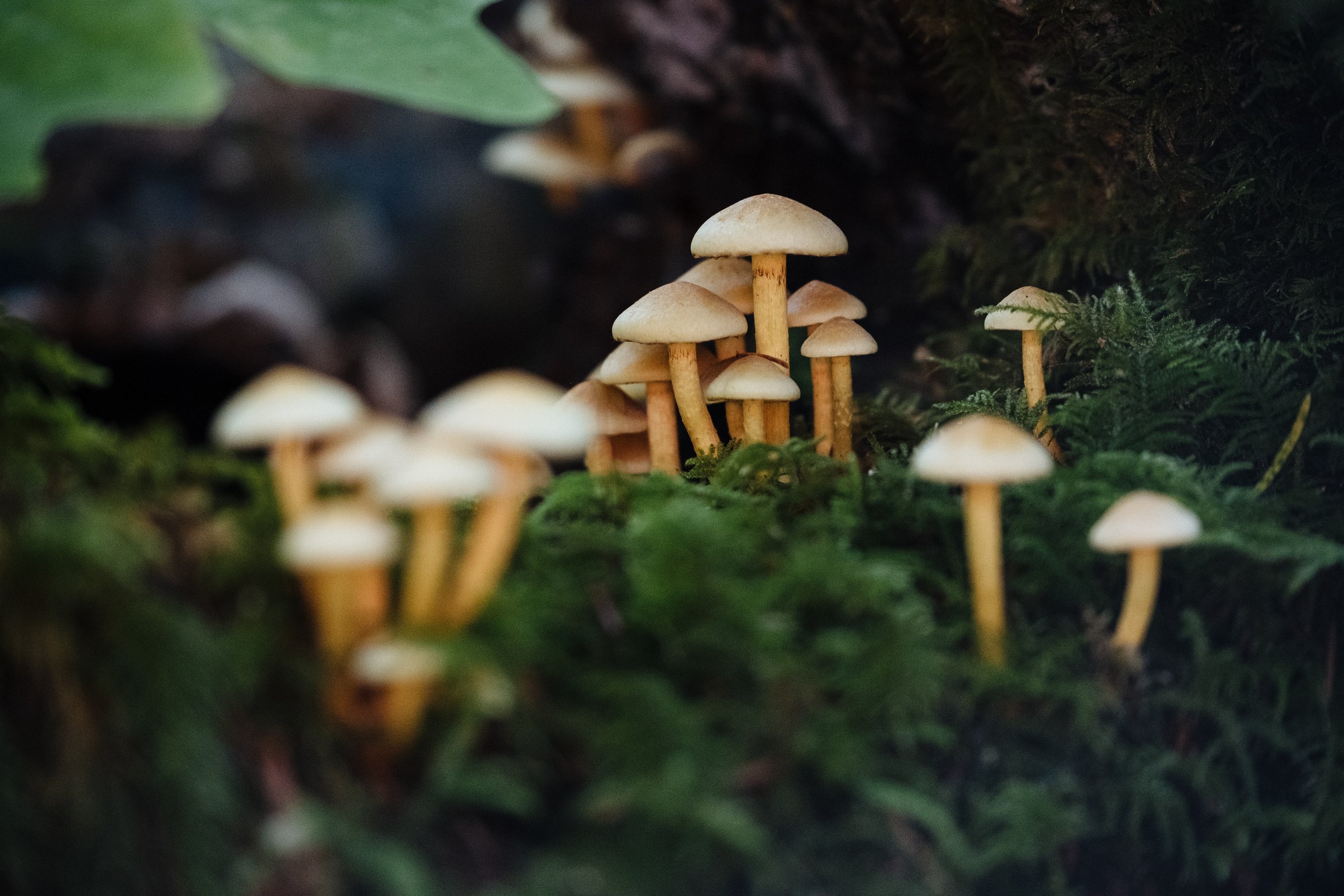 Small brown mushrooms on mossy forest flor