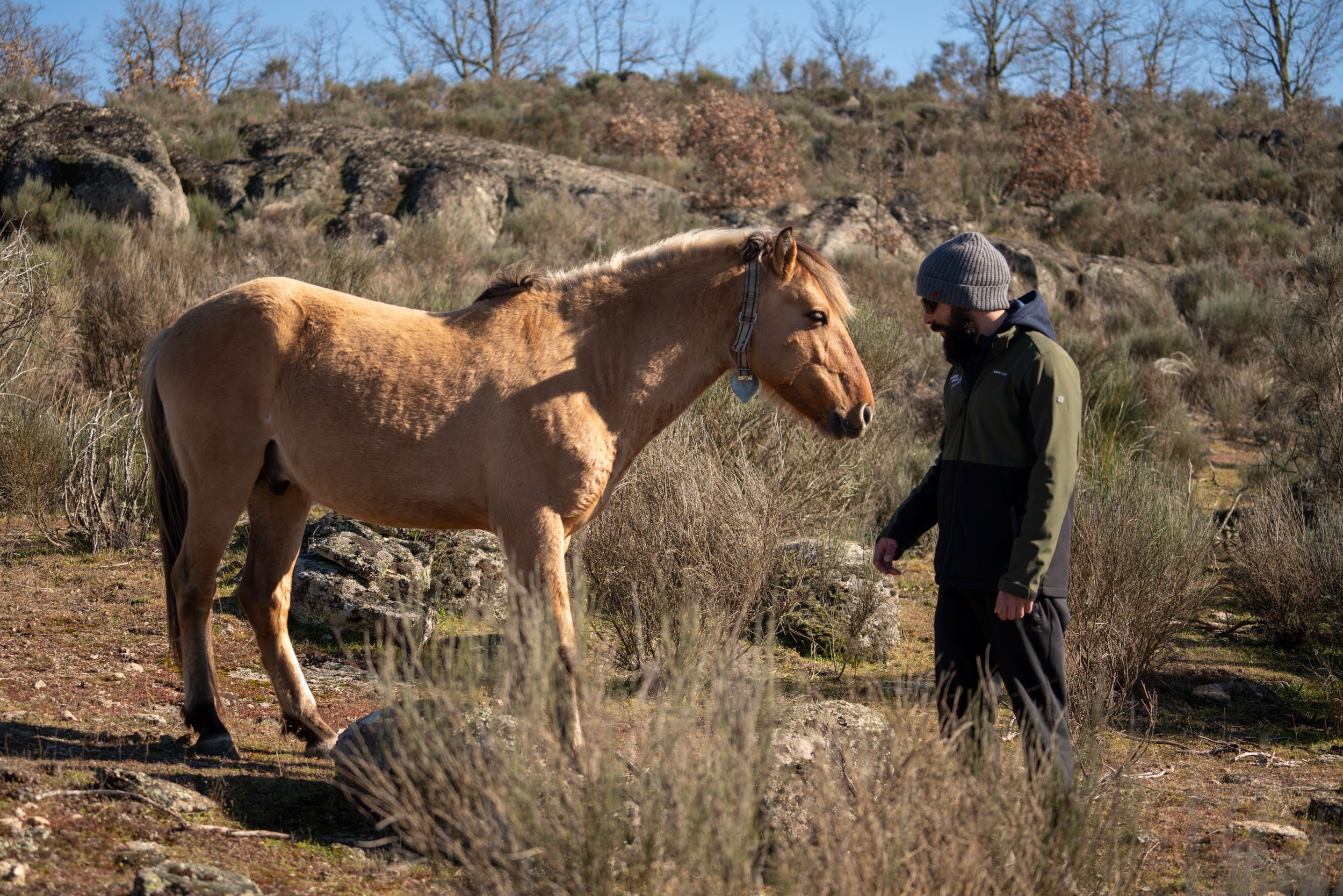 The image shows a man with a wild sorraia horse