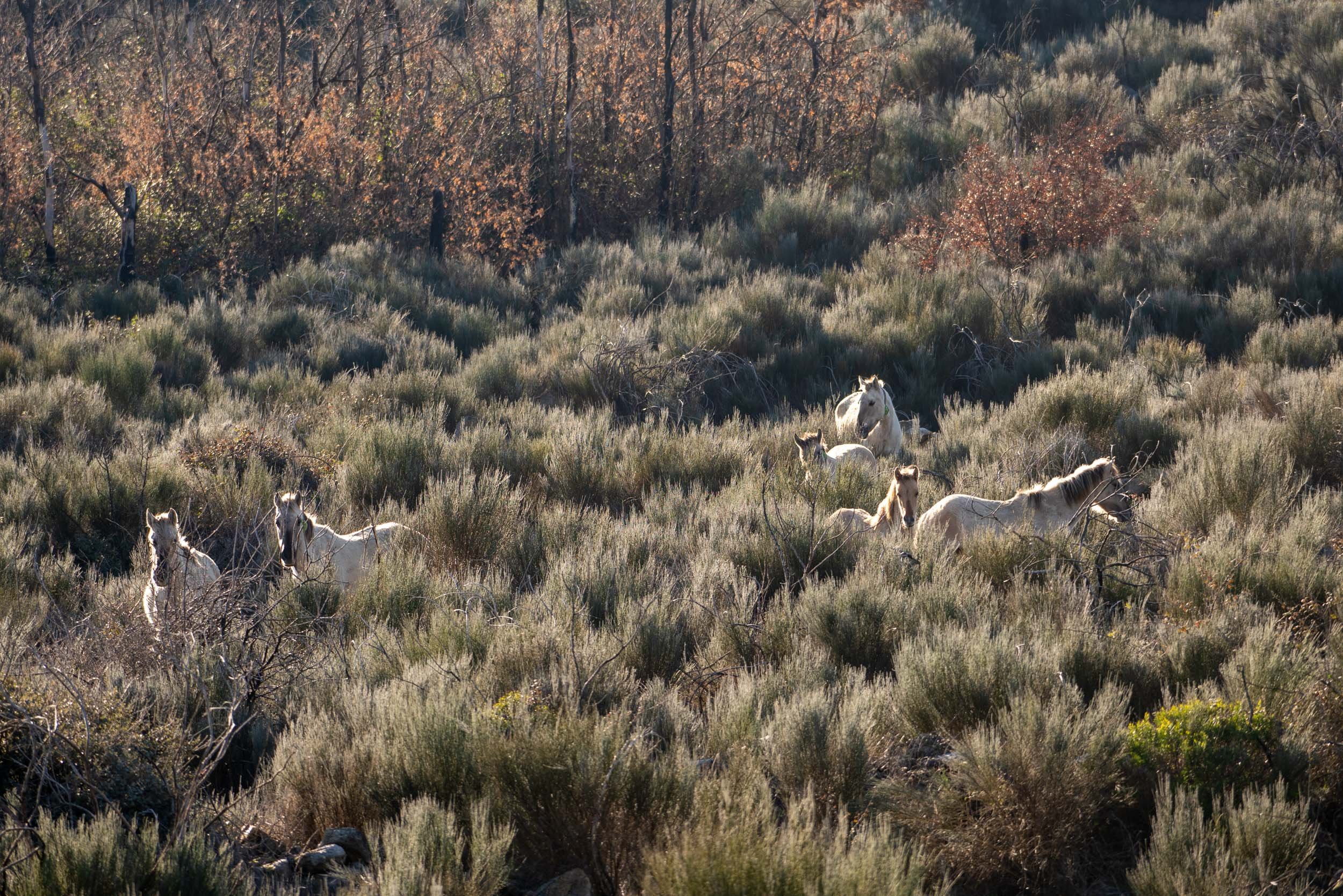 Wild Sorraia horses in the Coa Vally.