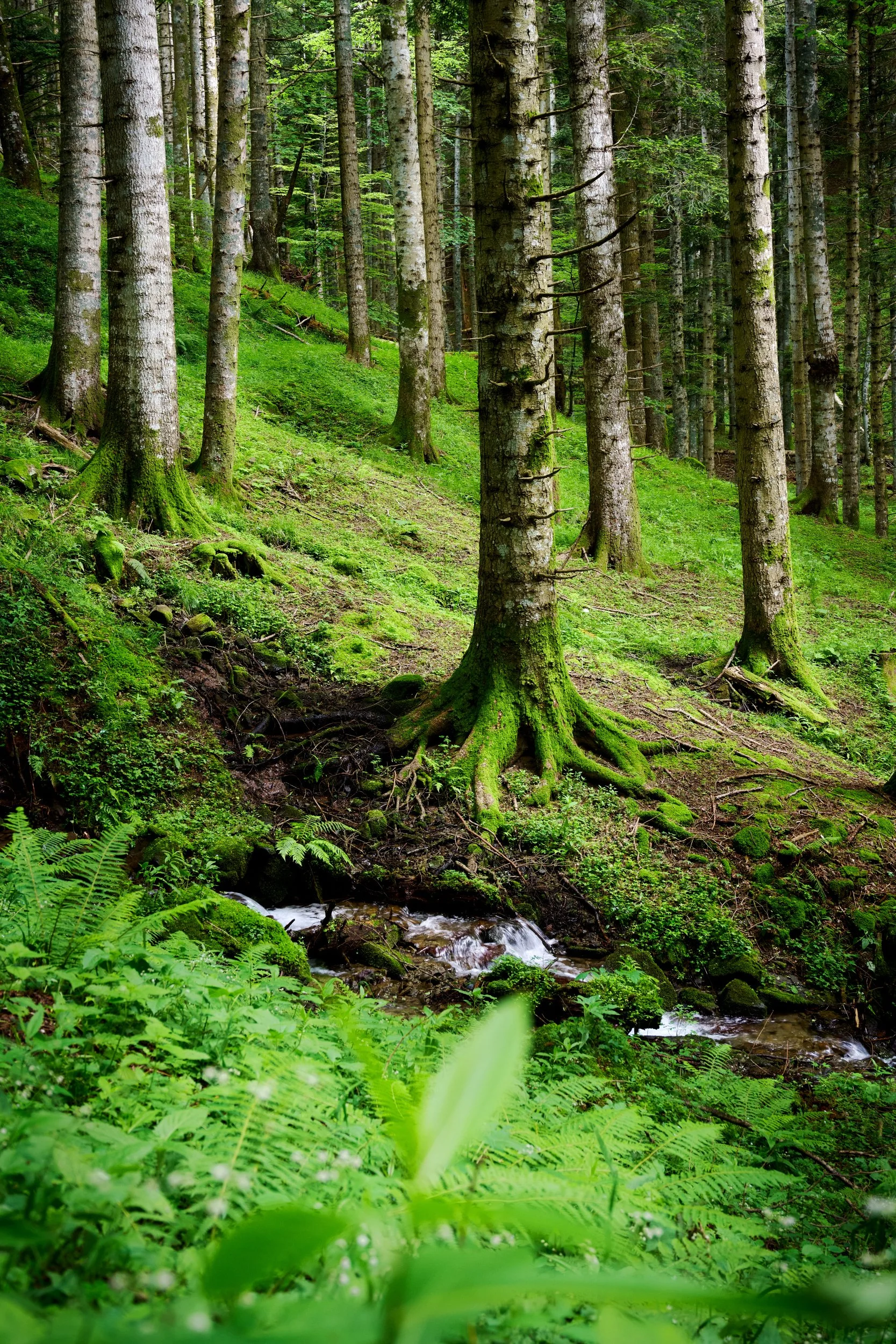 2023-06 giugno-017988.JPG