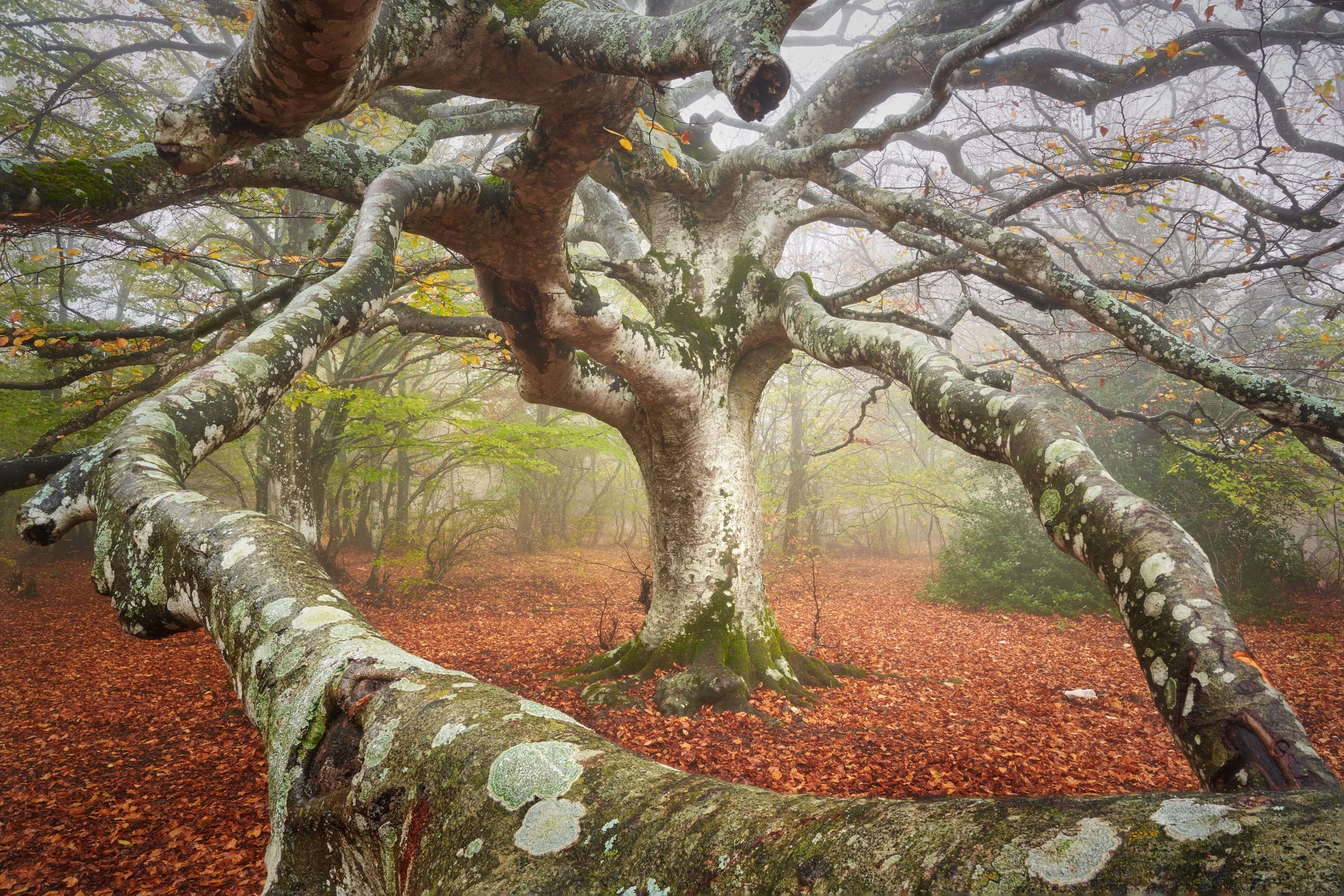 2022-11 novembre-015565.JPG