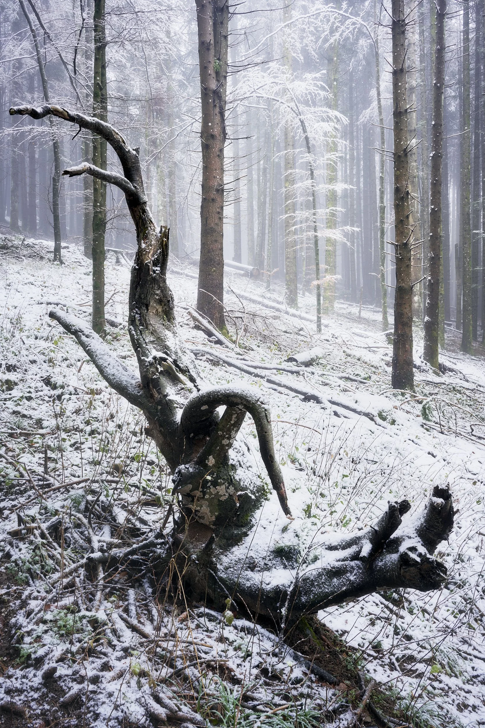 2024 - 12 dicembre-034700.jpg