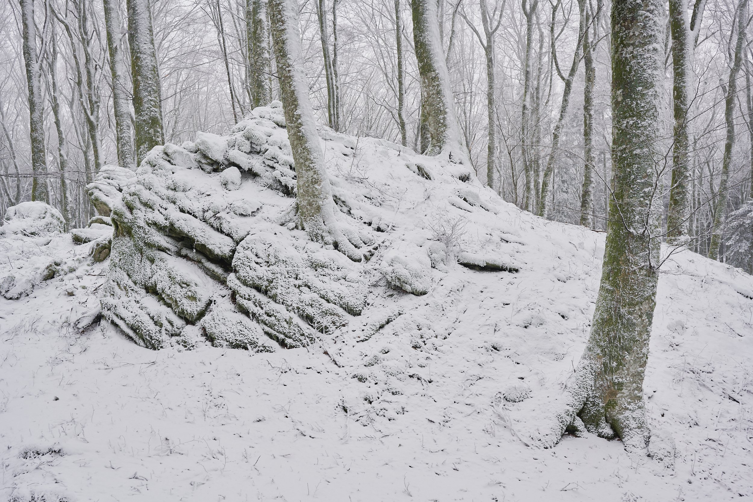 2025 - 02 febbraio-034634.jpg