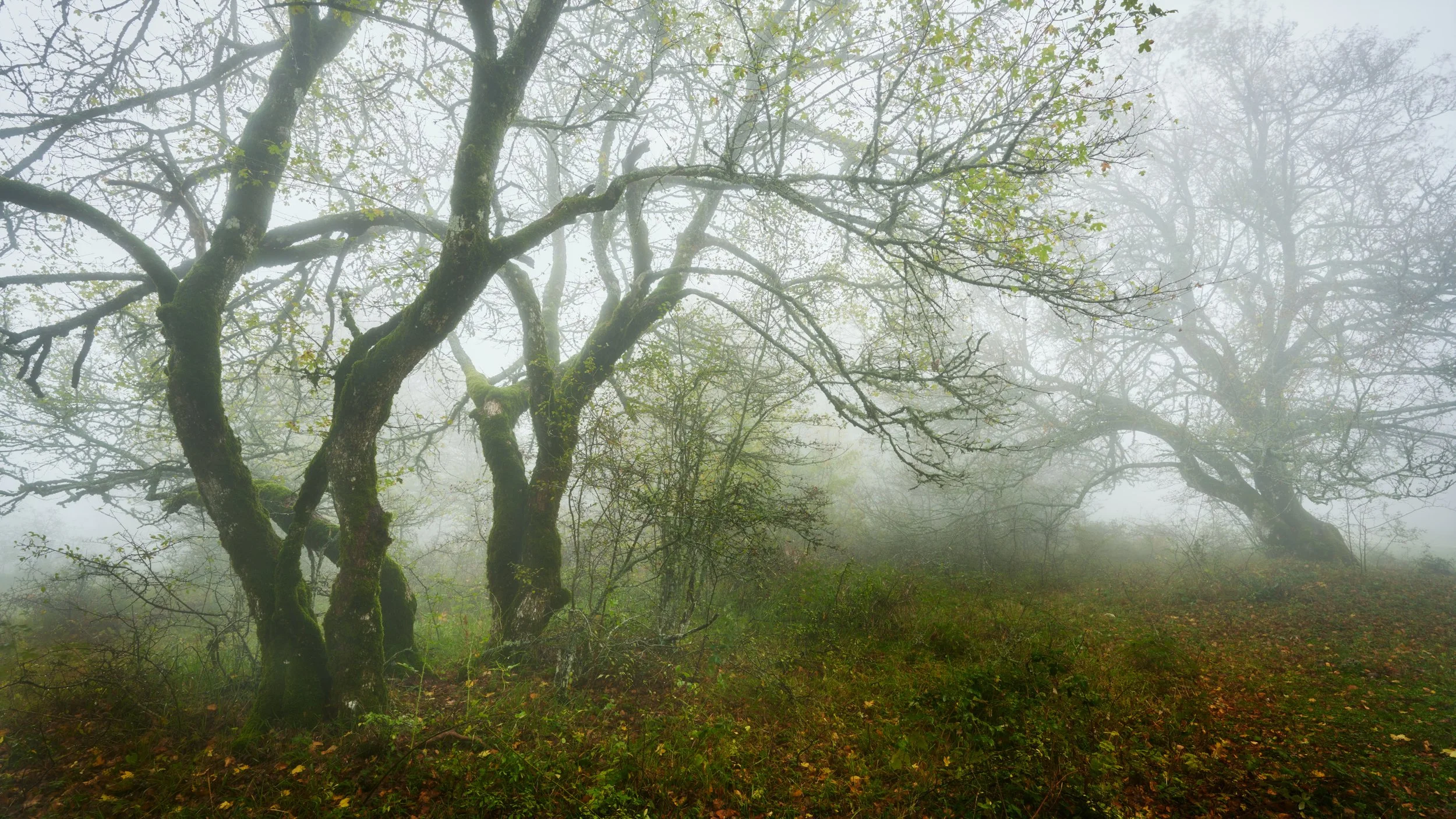 2022-11 novembre-015570.JPG