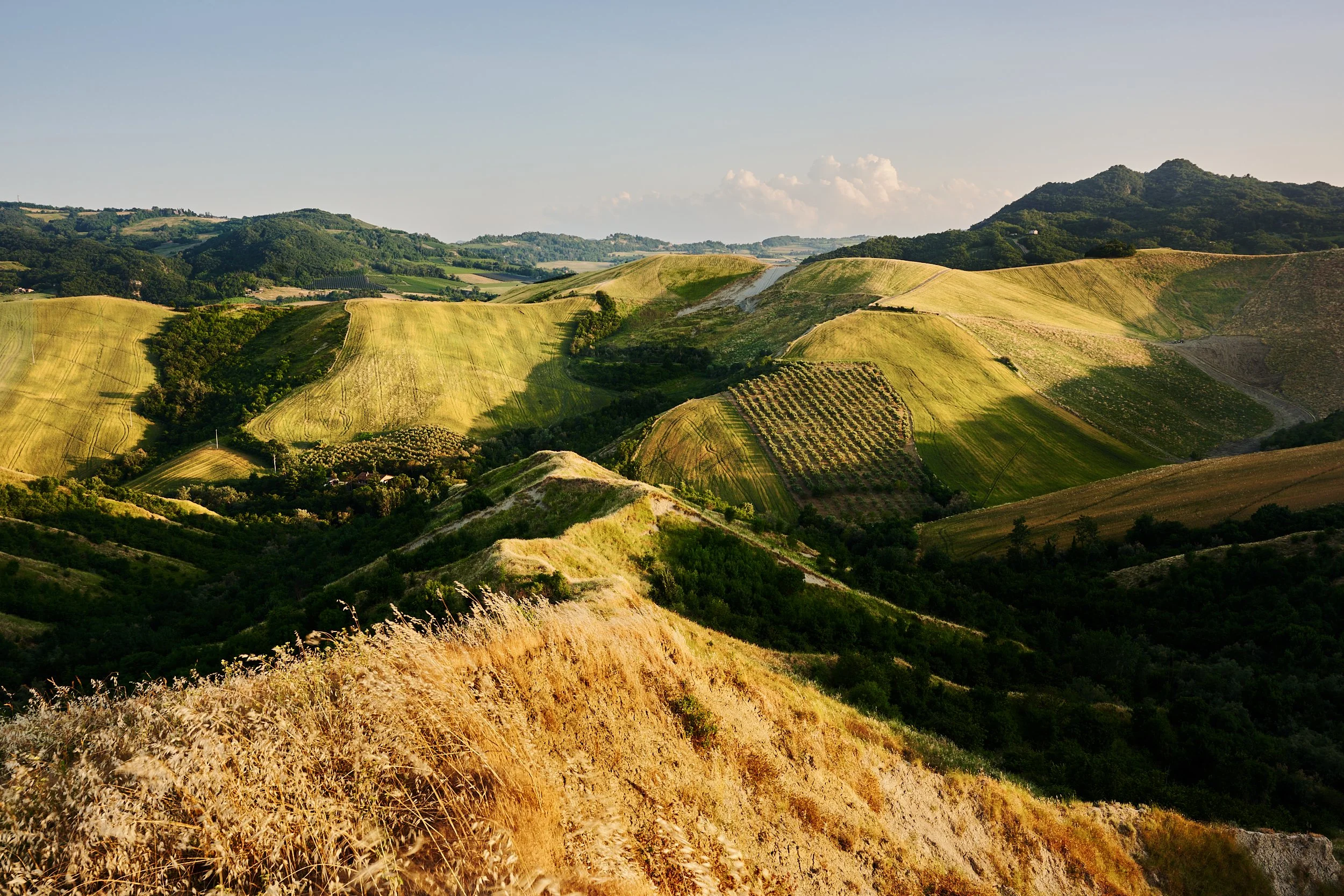 2025 - 06 giugno-044064.jpg