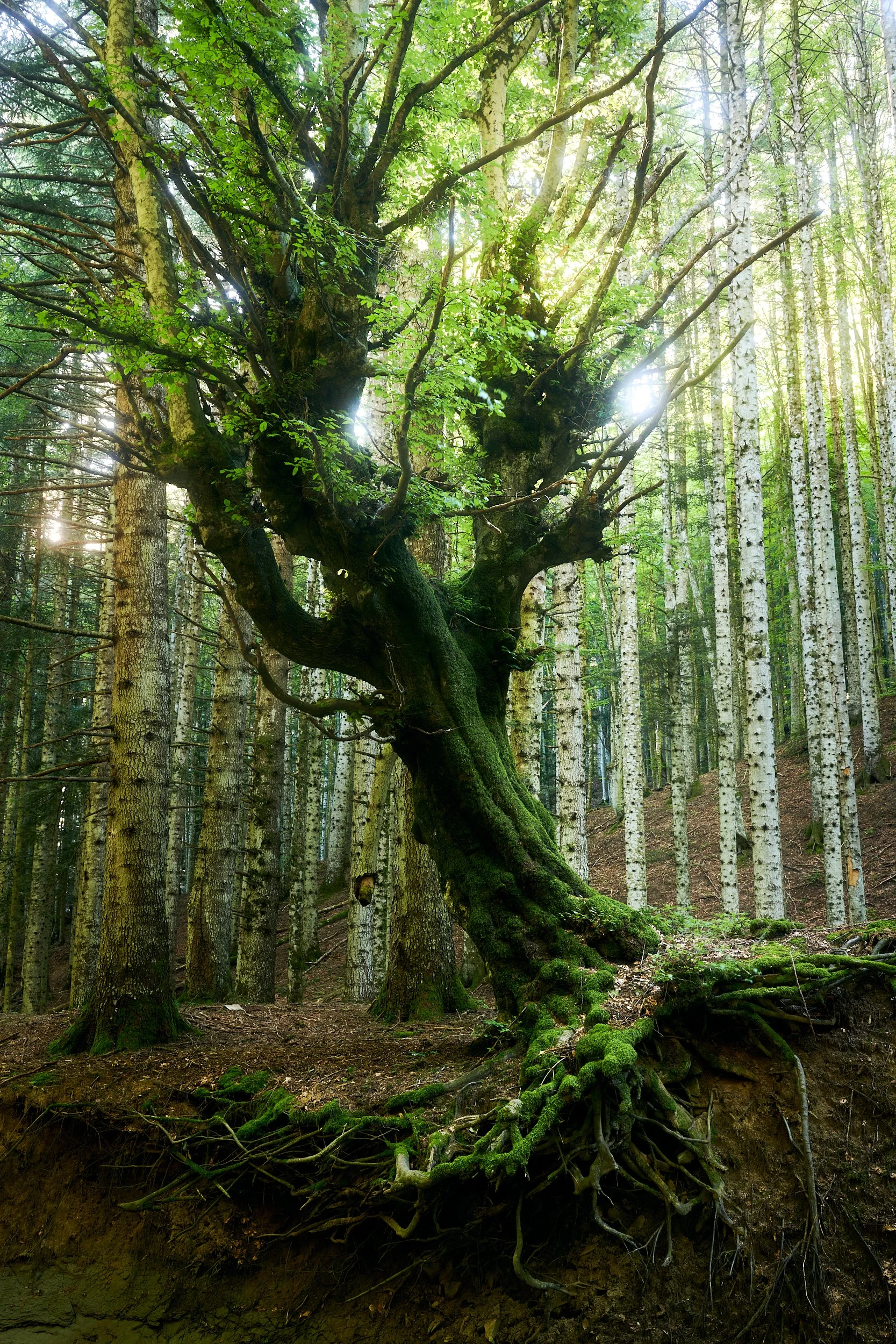 2025 - 06 giugno-044135.jpg