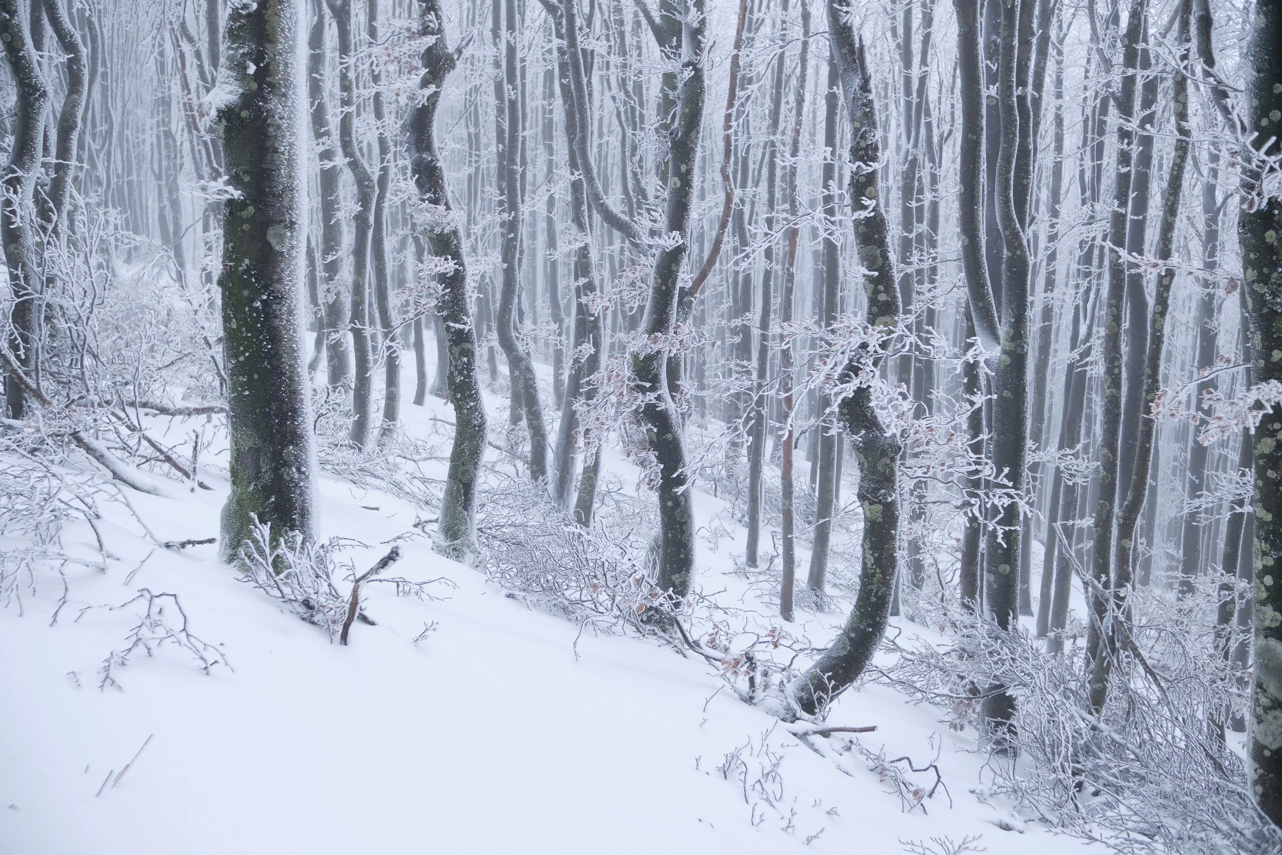 2021-12 varie dicembre-5999.JPG