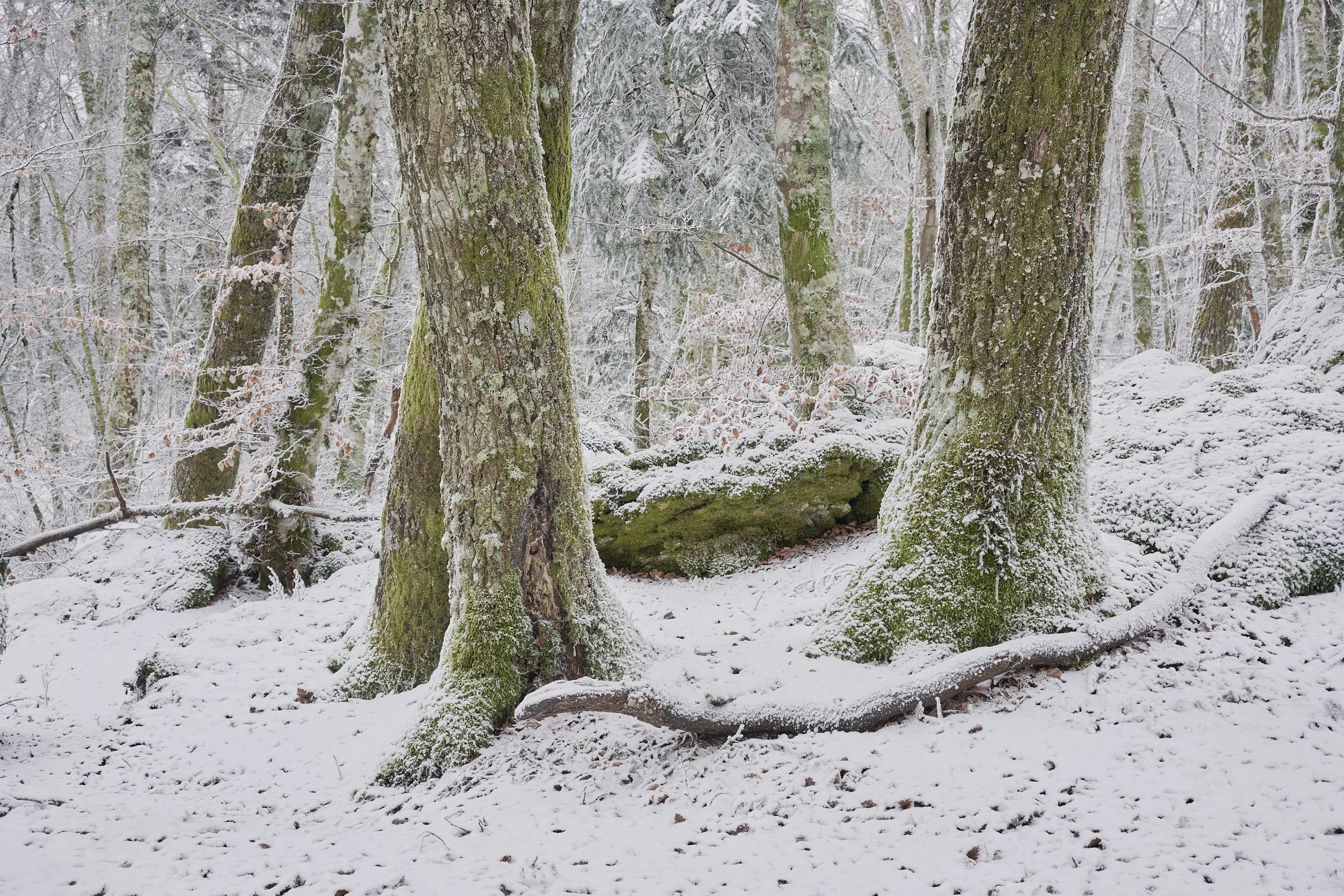 2025 - 02 febbraio-034560.jpg