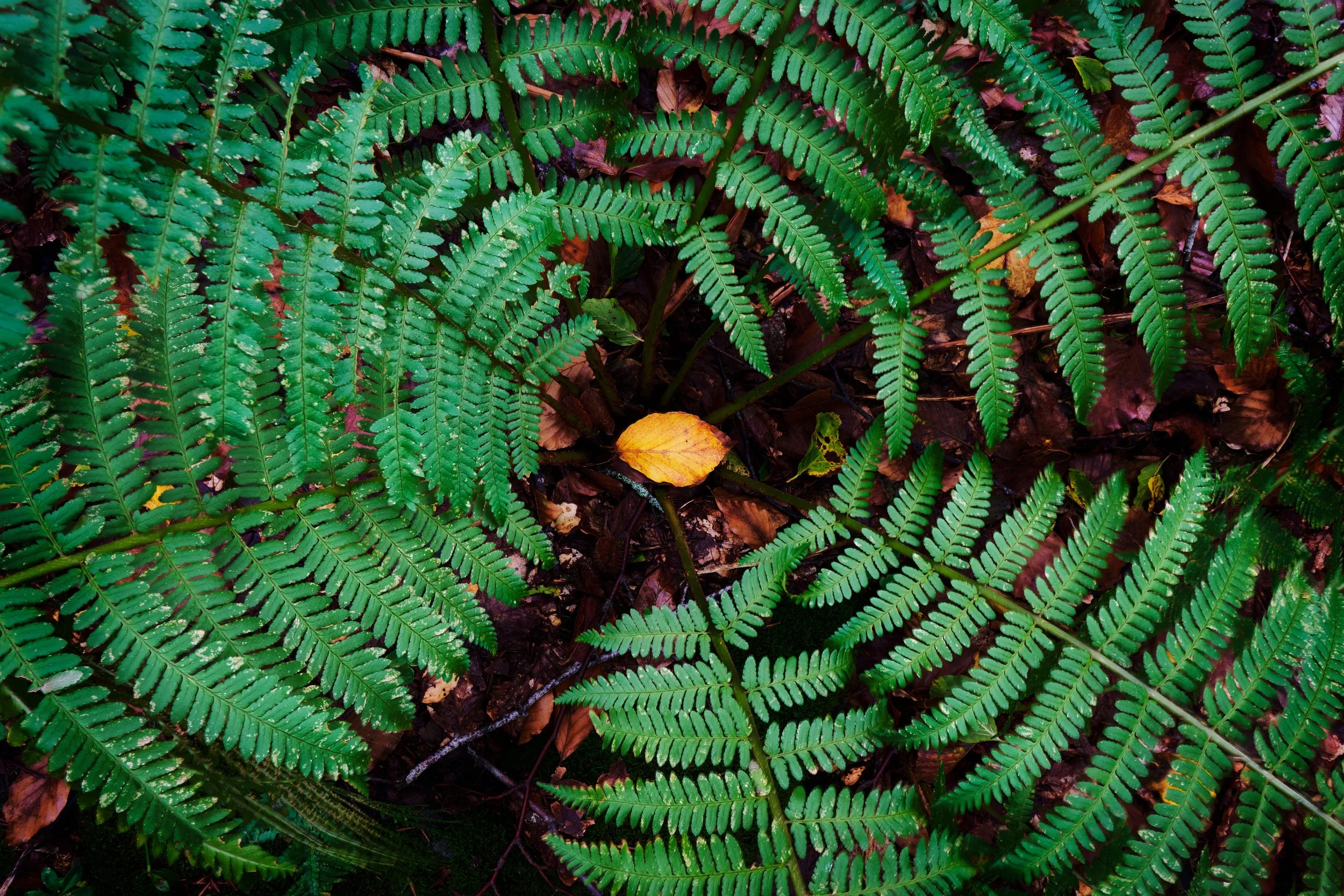 2022-10 ottobre-14558.JPG