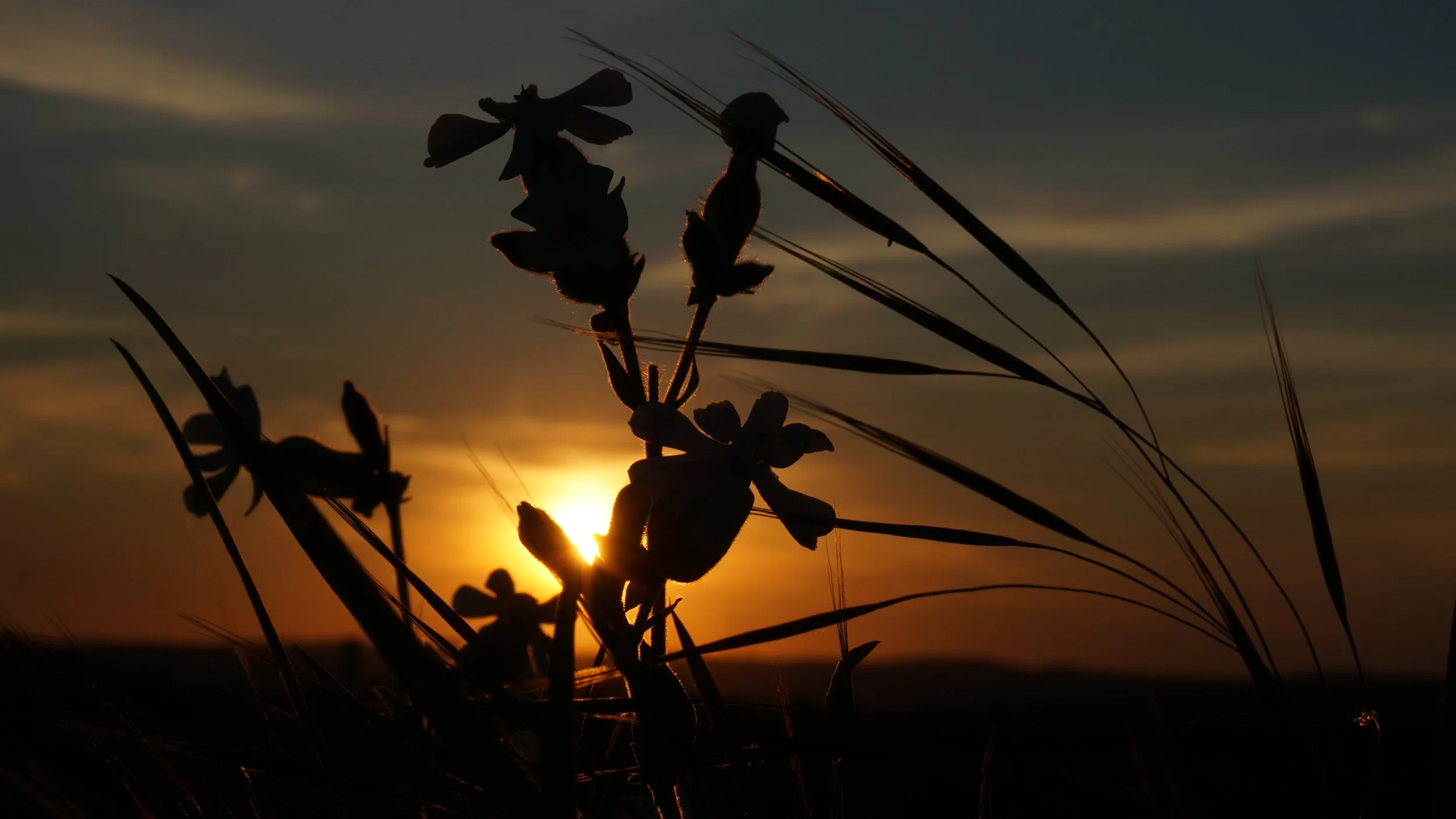 Liebe zur Natur_HP.jpg