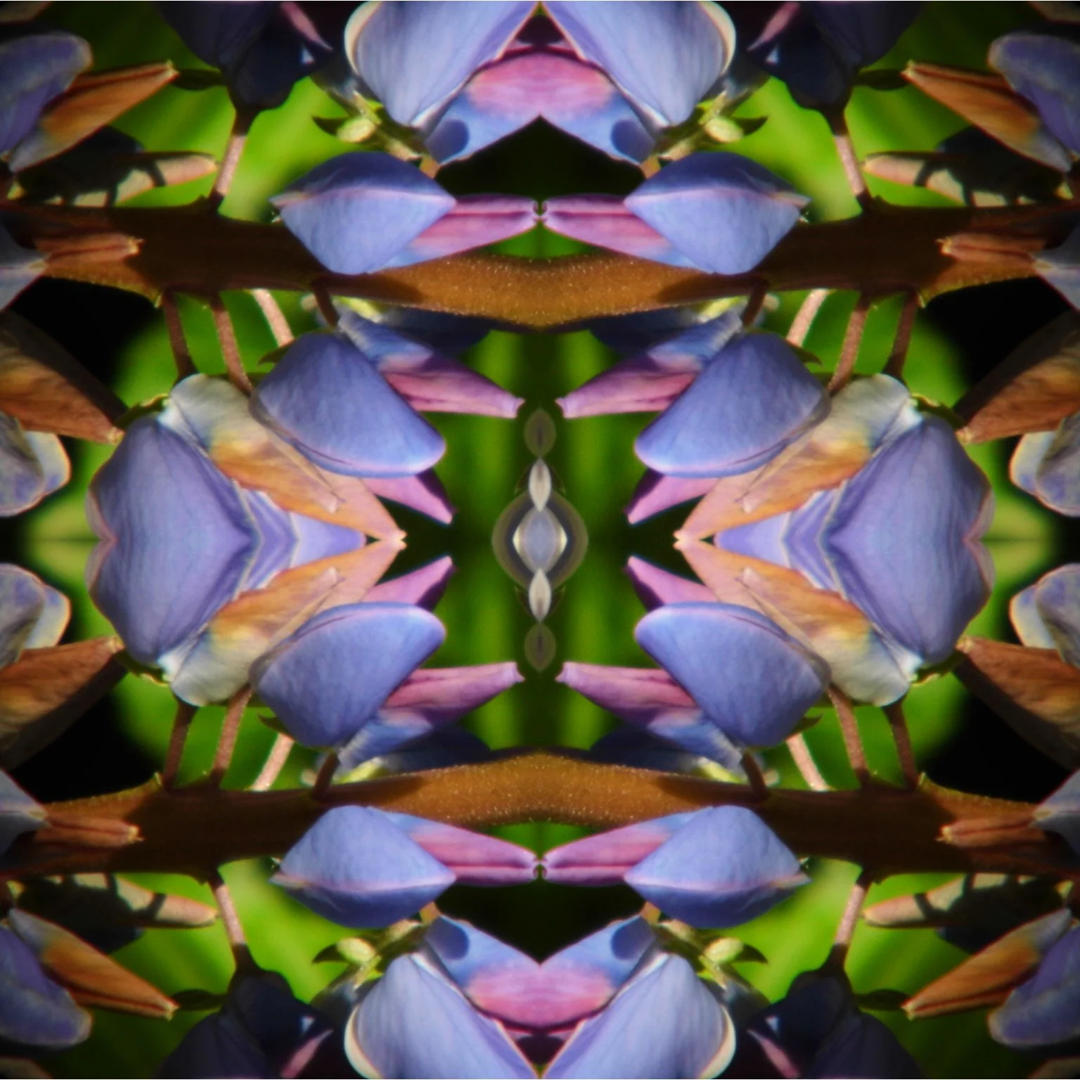 Lupinie_Q_Mandala.jpg