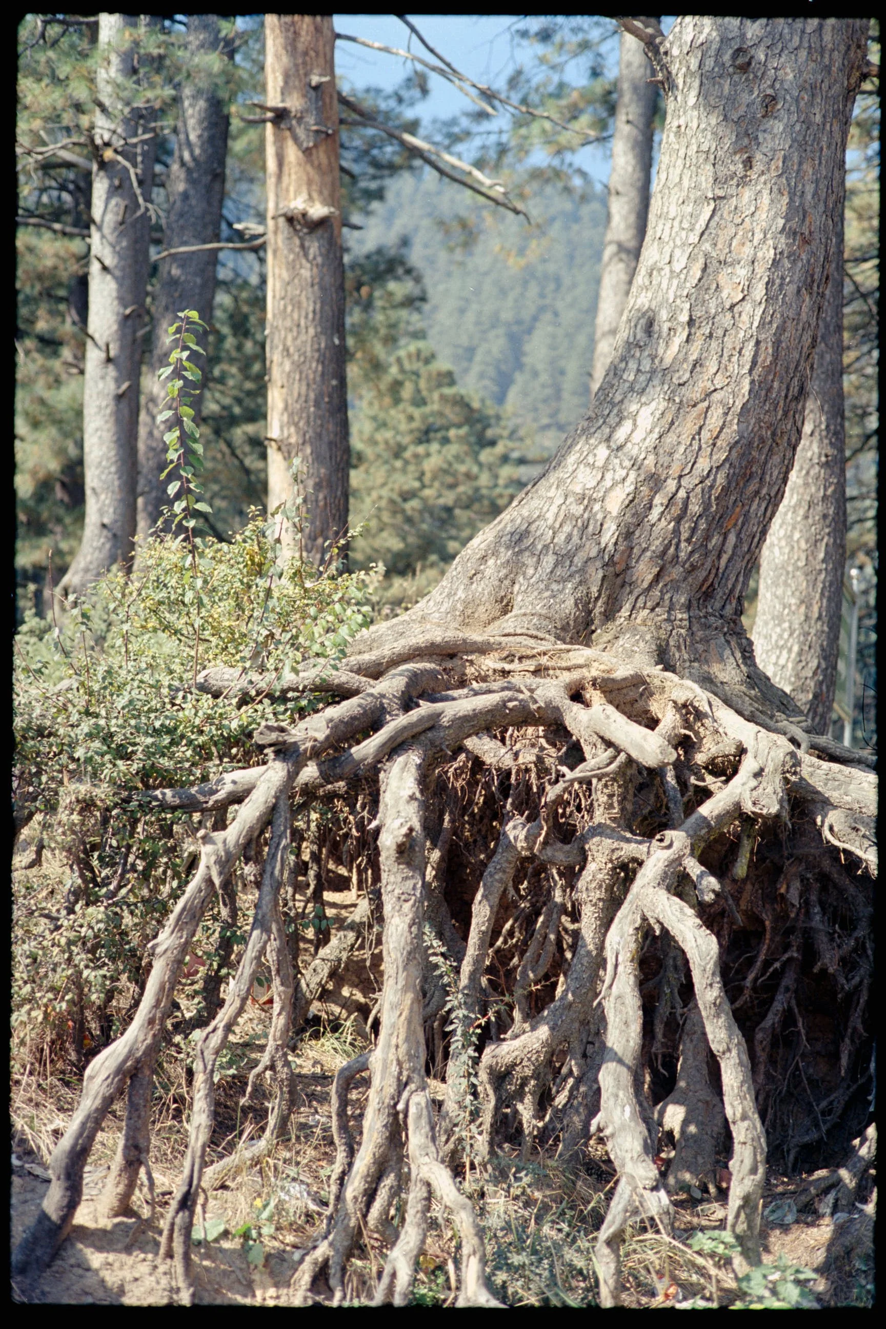 Pro Scans Aug 43261-positive.jpg