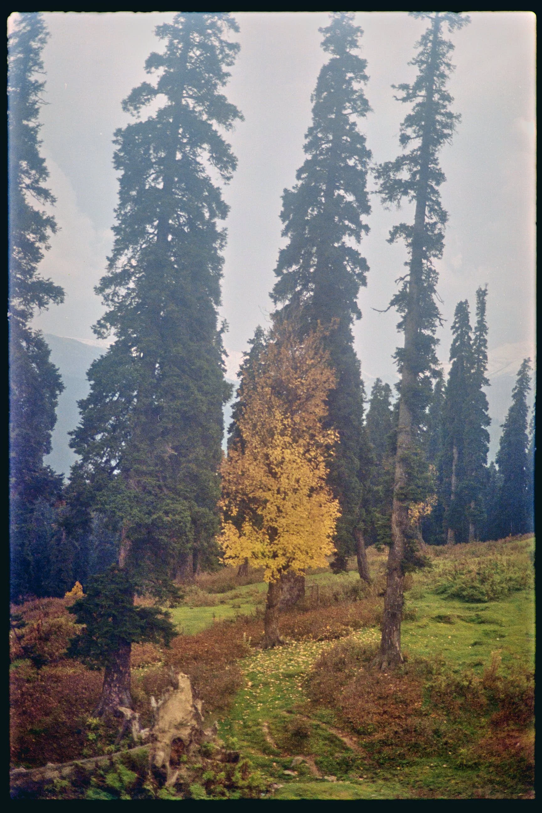 Pro Scans Aug 43240-positive.jpg