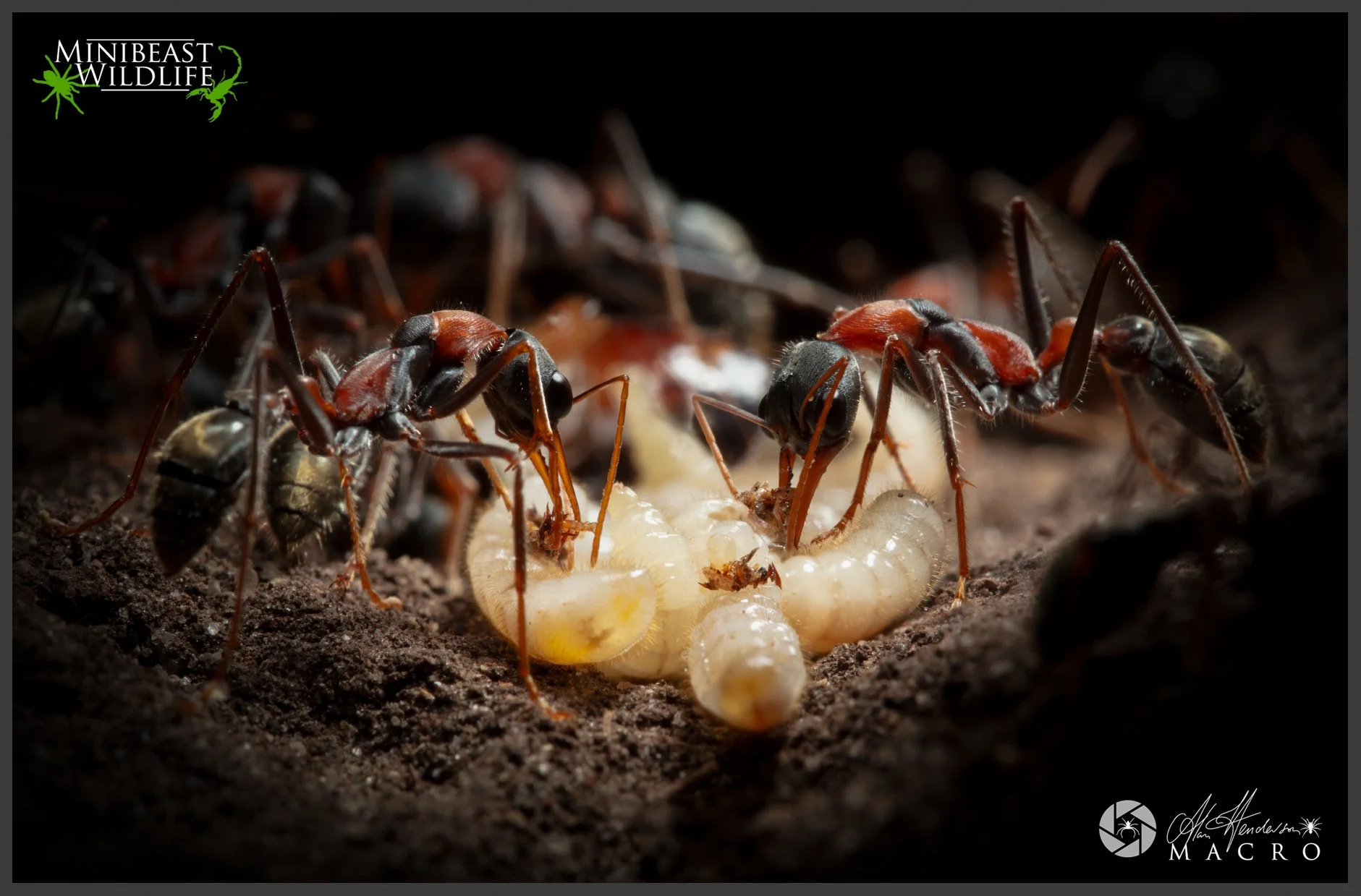 Northern Jack Jumpers (Myrmecia nigrocincta) feeding larvae.