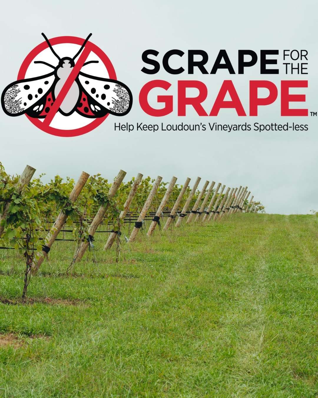 We need you! Join the effort to help wineries fend off the invasive, destructive Spotted Lantern Fly. We&rsquo;re hosting a group of volunteers at Good Spirit Farm this Saturday, March 21 from 10am to 1pm. Thank you!