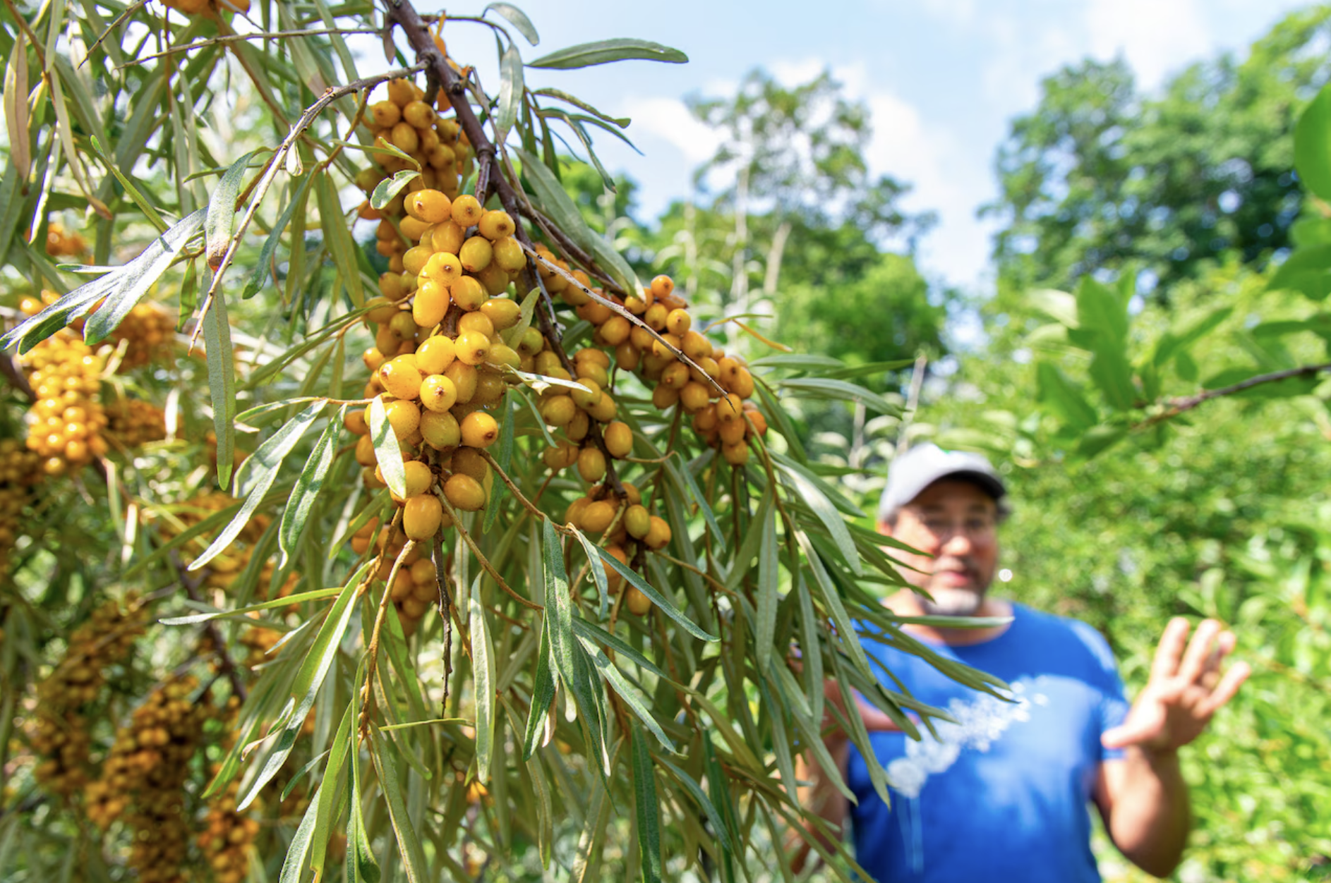 Orion Kriegman, executive director of the Boston Food Forest Coalition, describes products that can be made from sea berries, the orange fruit on the left, at the organization's Uphams Corner Food Forest in Dorchester, July 22, 2026.(Will Katcher/Mas
