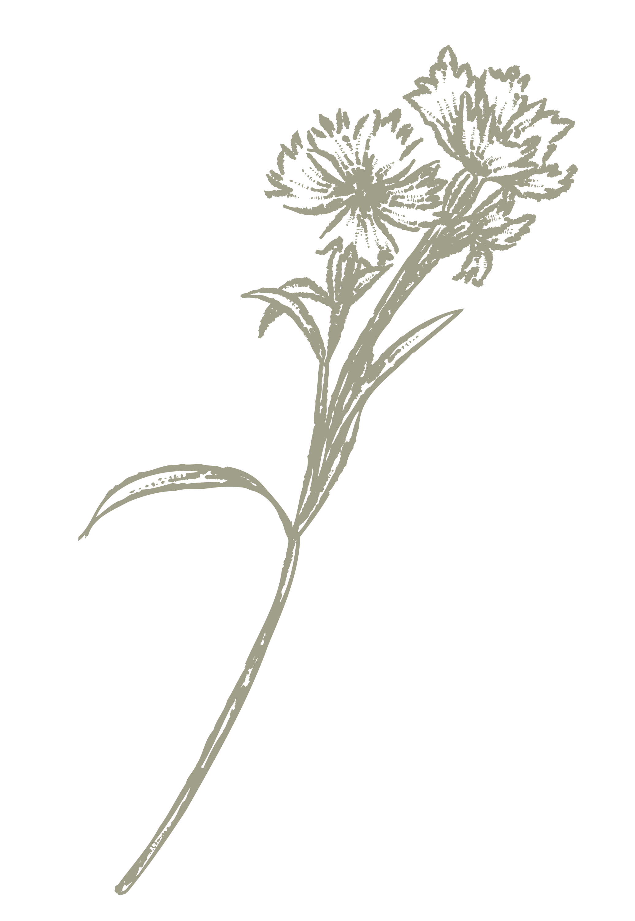 Gray illustrative drawing of a flowering plant with three blooms and several leaves on a black background.