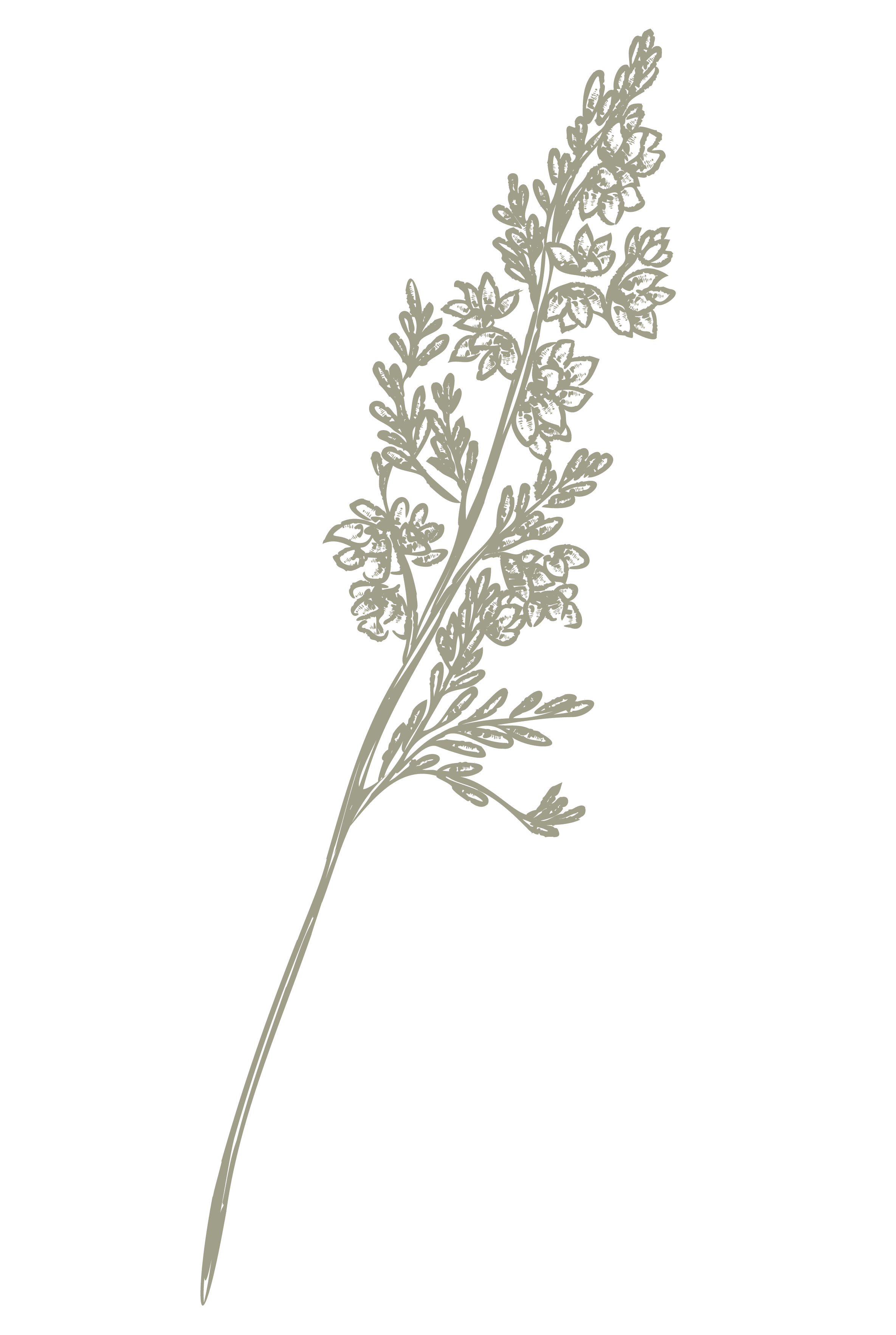 A detailed grayscale illustration of green herb or plant with multiple small leaves on thin branching stems against black background.