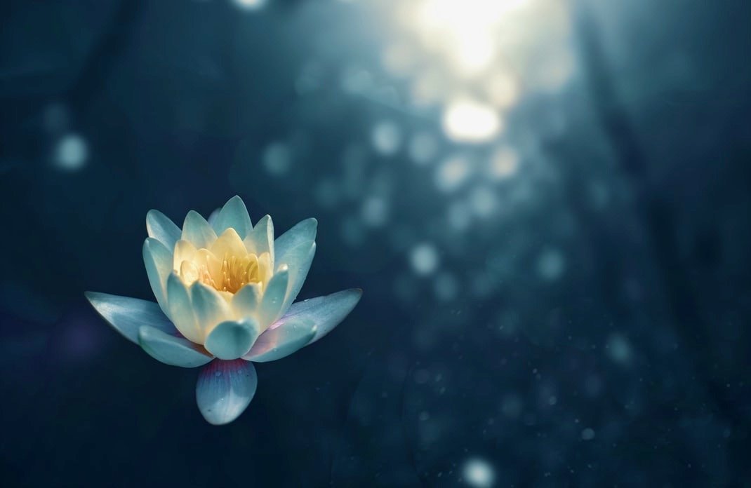 LotusFlower2.jpeg
