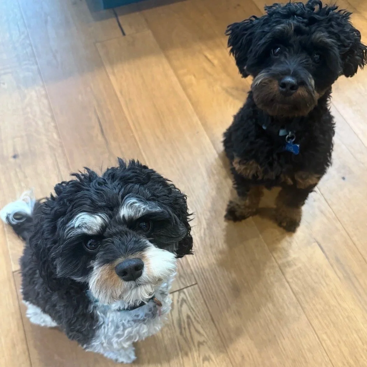 The Dog Doesn’t Need an Answer First